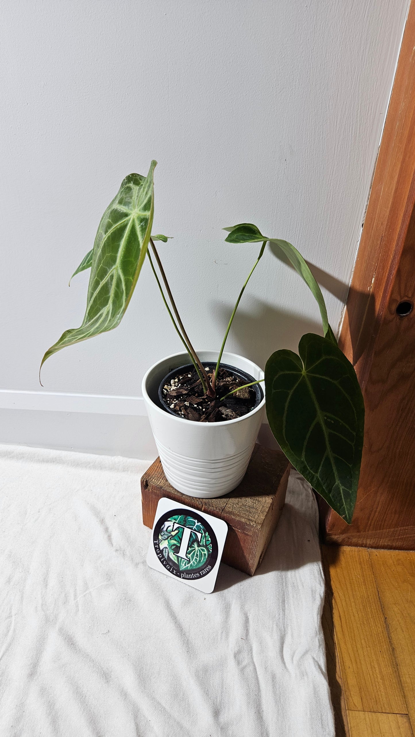 Anthurium Magnificum Velvet "MEDIUM/LARGE format" (ANT-191)