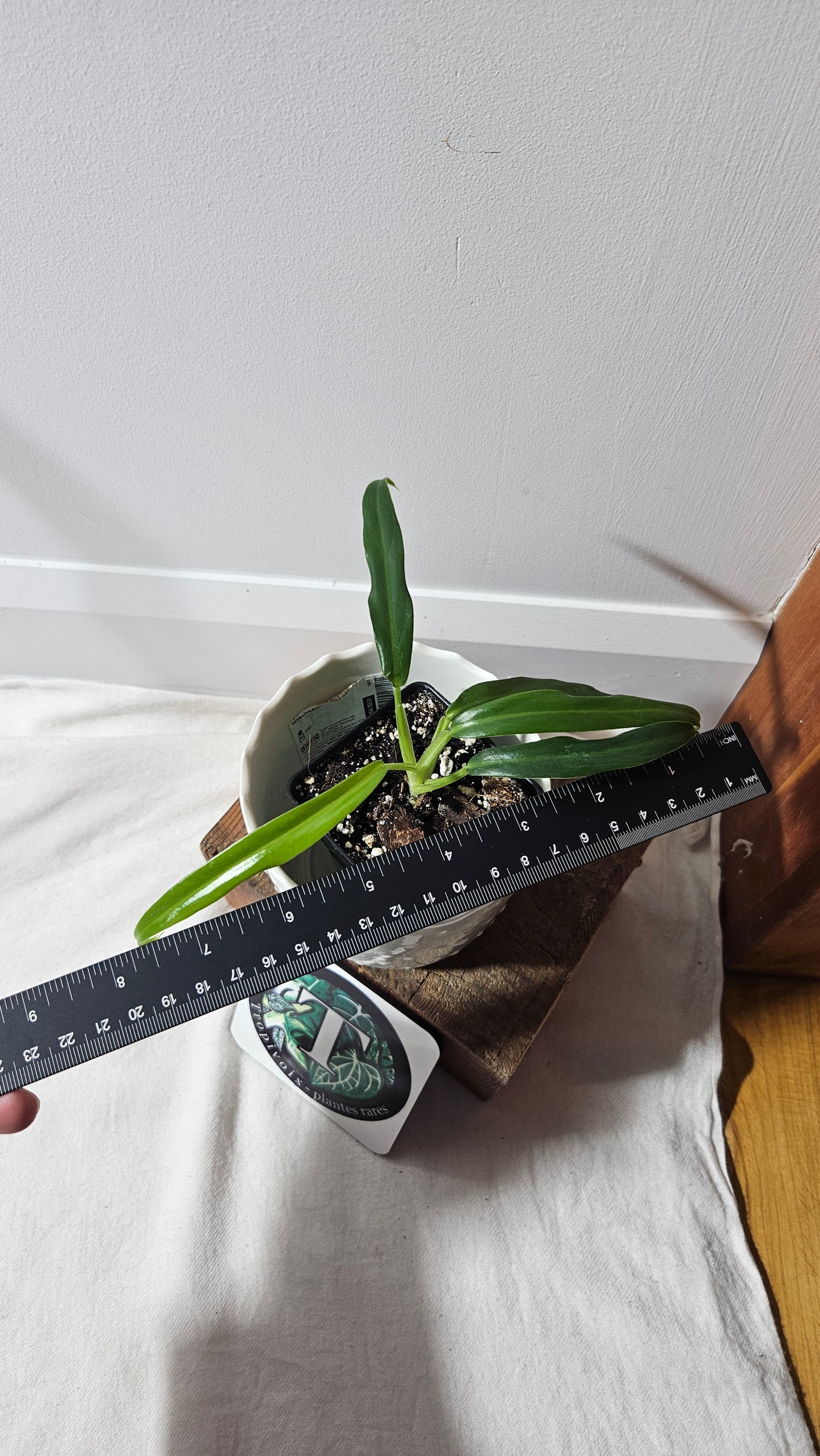 Philodendron Elegante (from Ecuador) (PHI-717)