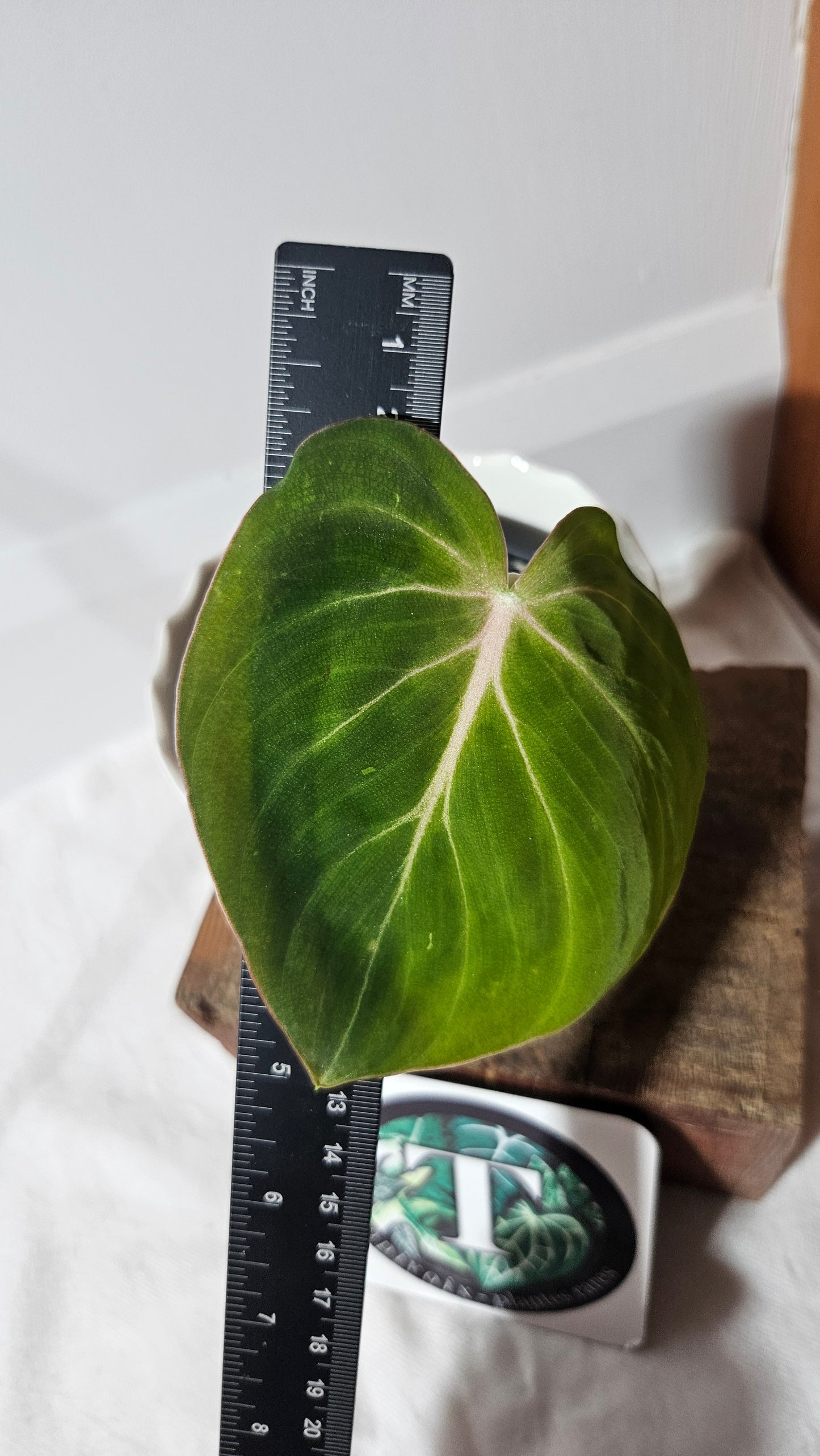 Philodendron Gloriosum x Plowmanii (PHI-795)