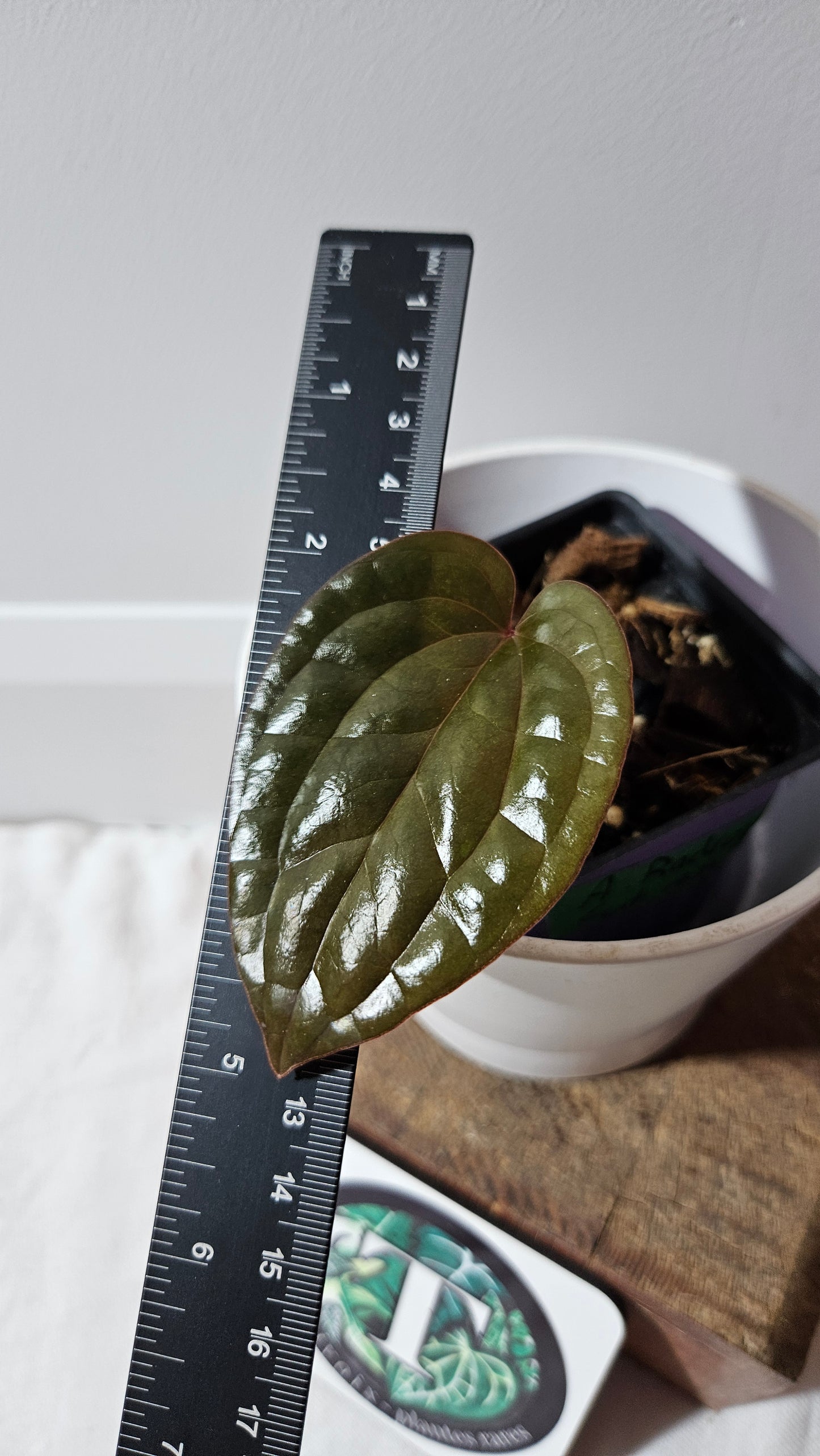 Anthurium Radican "format PETIT" (ANT-500)