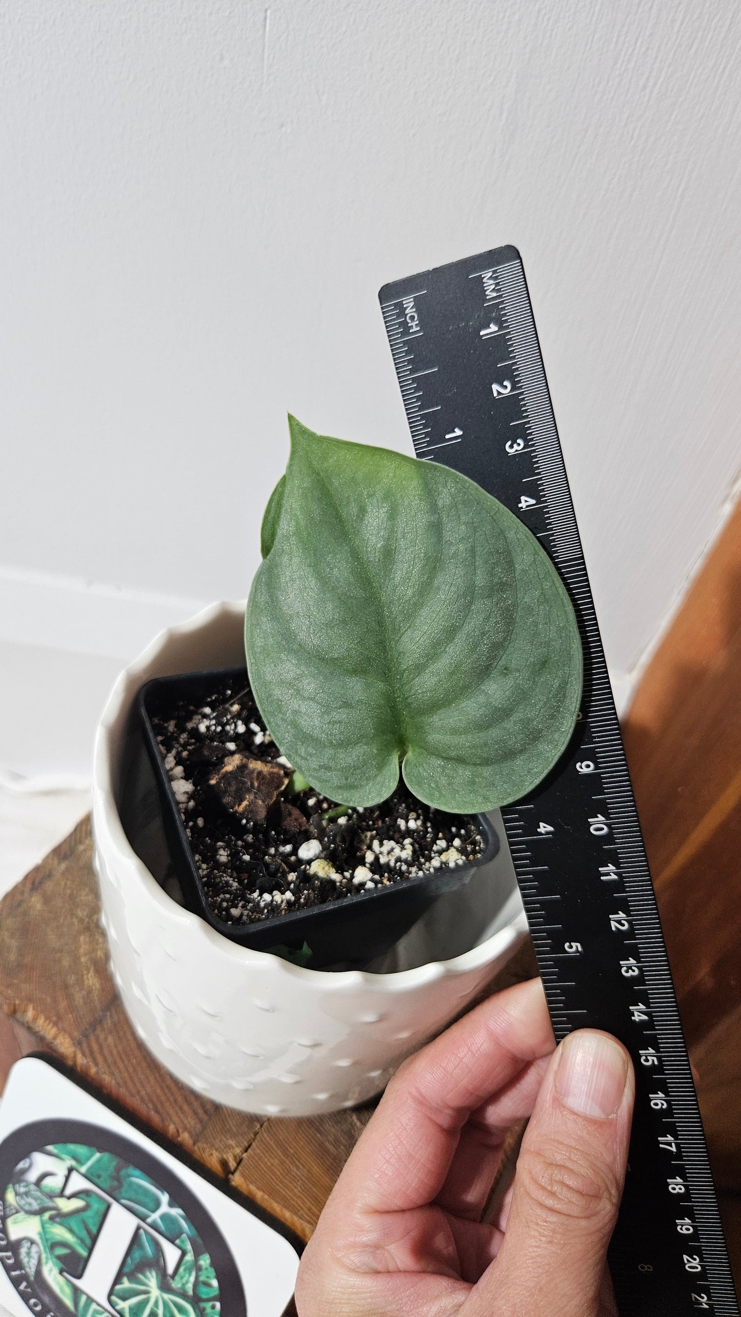 Scindapsus Dark Splash Bornéo (SCI-1035)