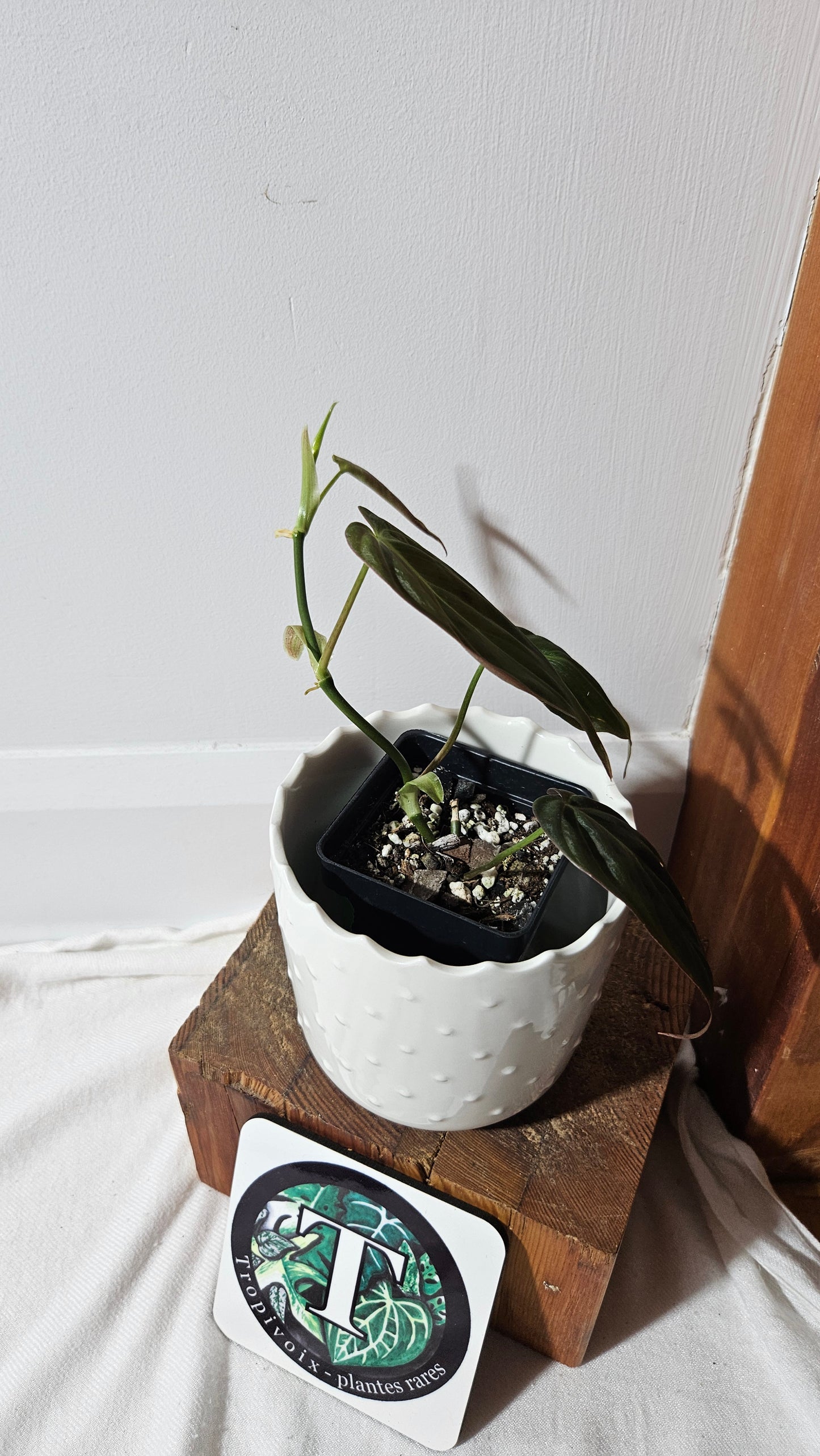 Philodendron Mican Var. REVERT (PHI-846)