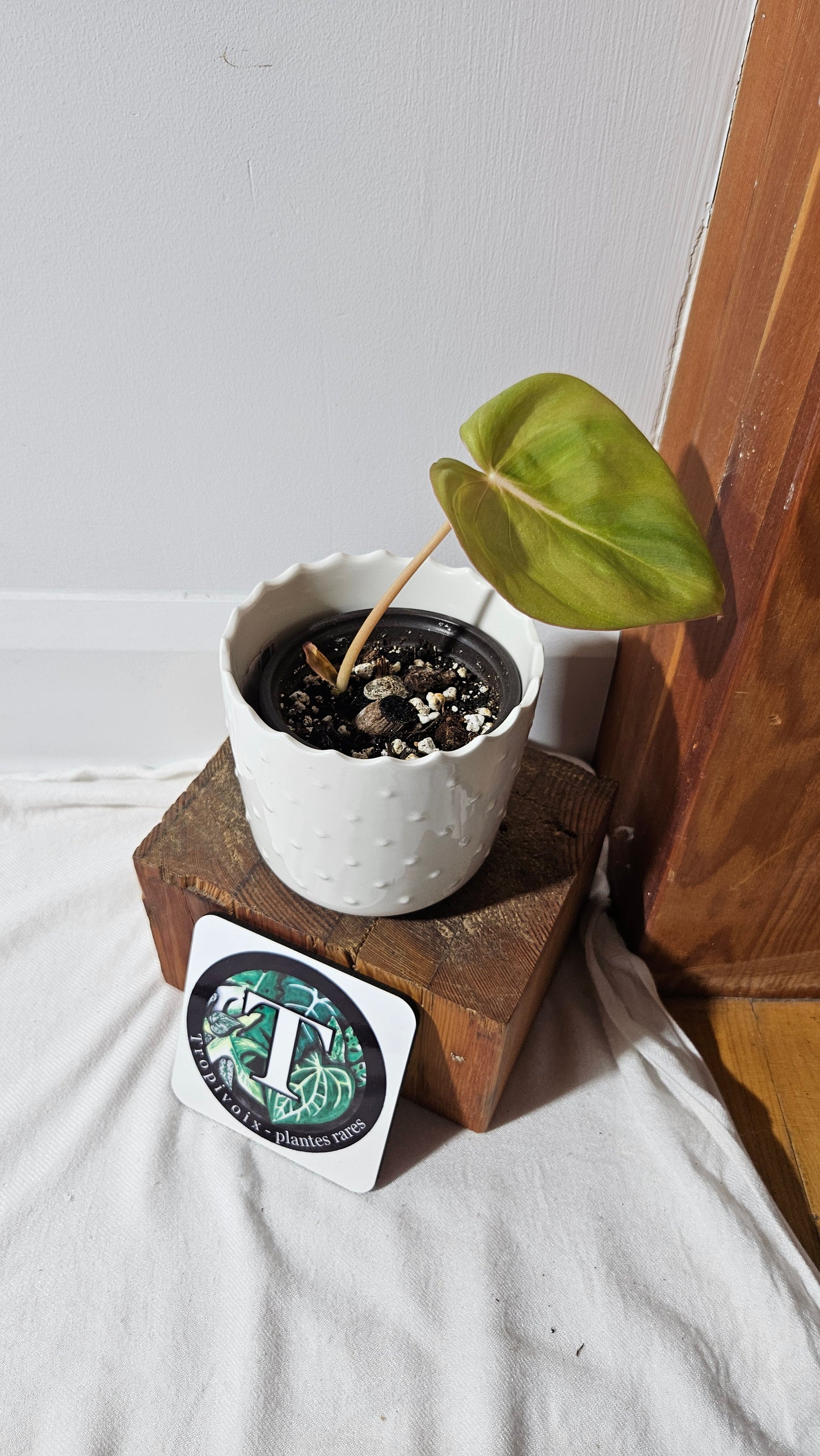 Philodendron Dean McDowell (PHI-829)