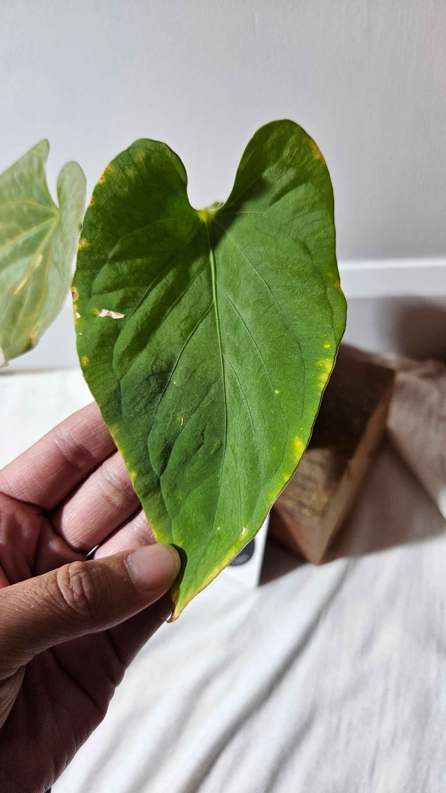 Anthurium Kunayalense "format MOYEN" (ANT-454)