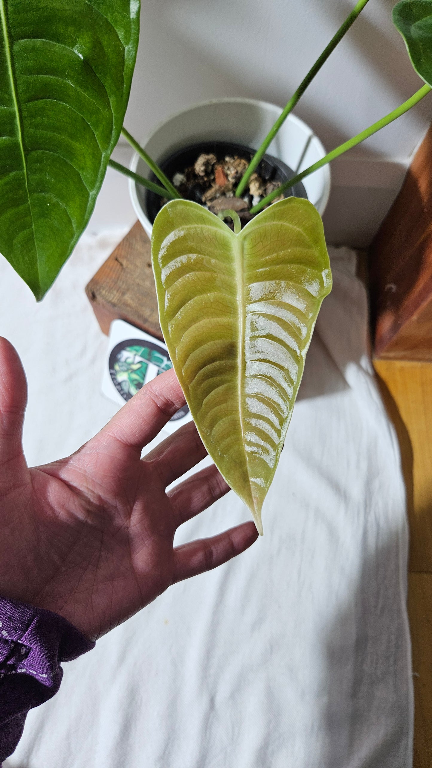 Anthurium Veitchii "format LARGE" (ANT-489)