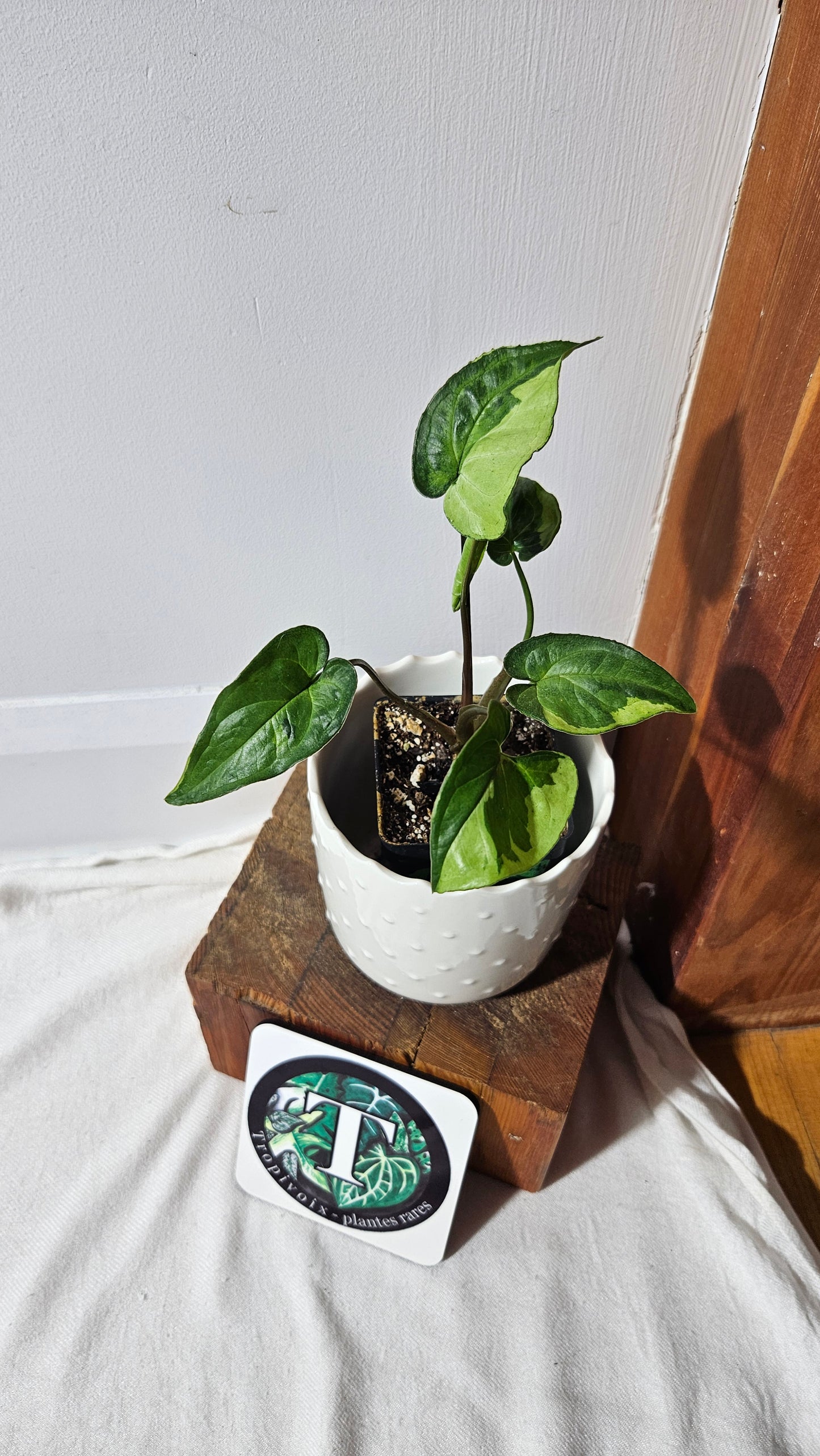 Syngonium Three kings (SYN-081)