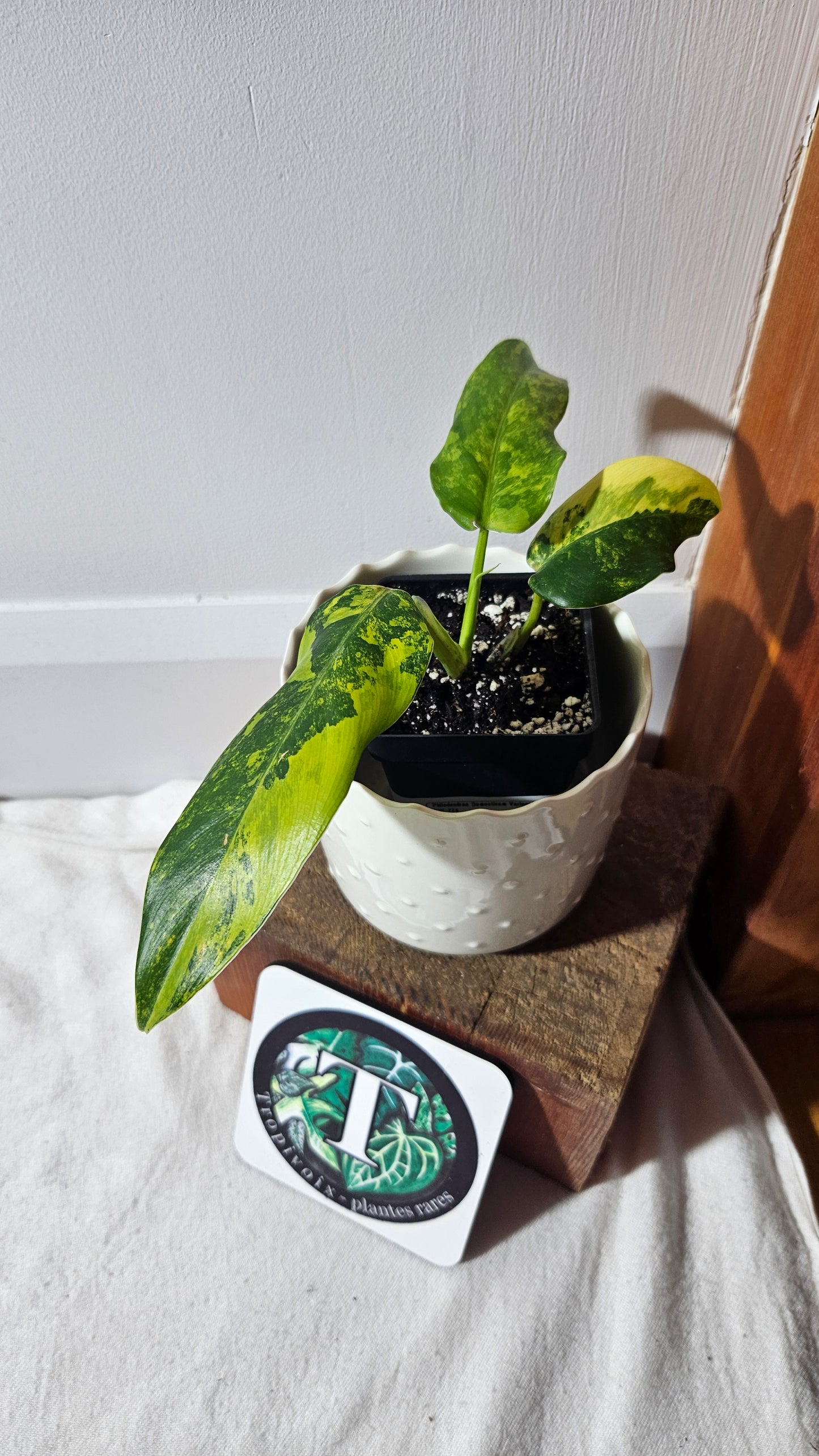 Philodendron Domesticum Variegata (PHI-774)