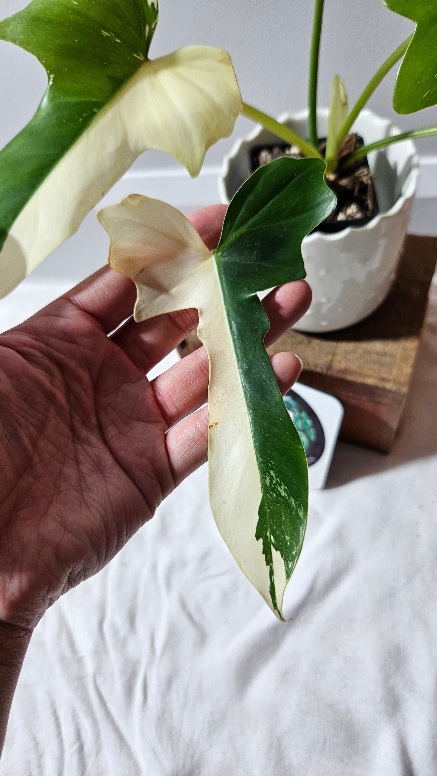Philodendron Golden Dragon Variegata (PHI-899)