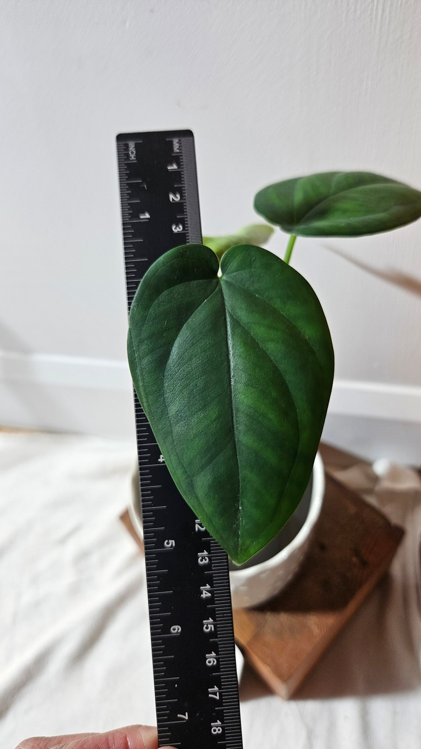 Syngonium Chiapense (SYN-364)