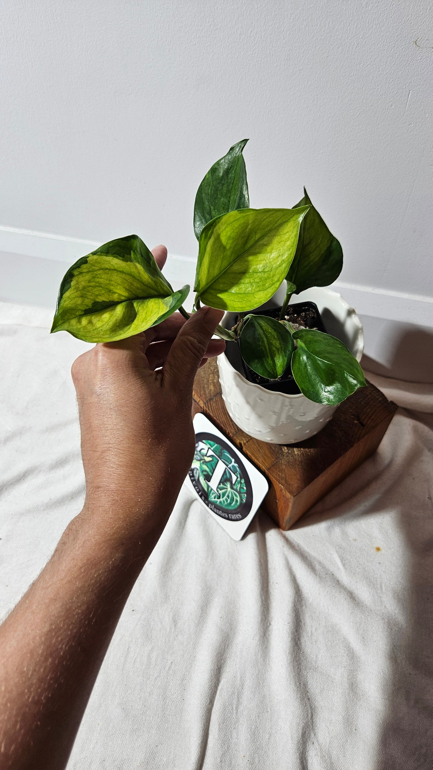 Epipremnum Aureum Manjula yellow/Olivia/Mint (EPI-146)