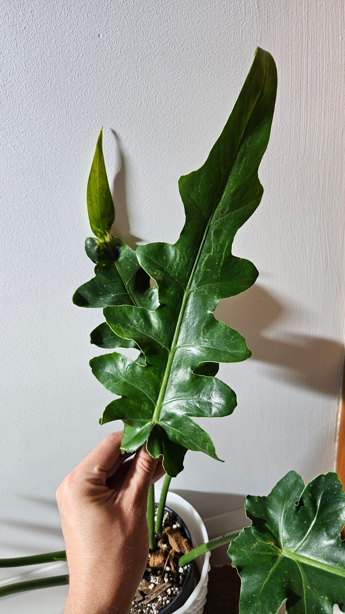 Philodendron Bob Cee (PHI-895)