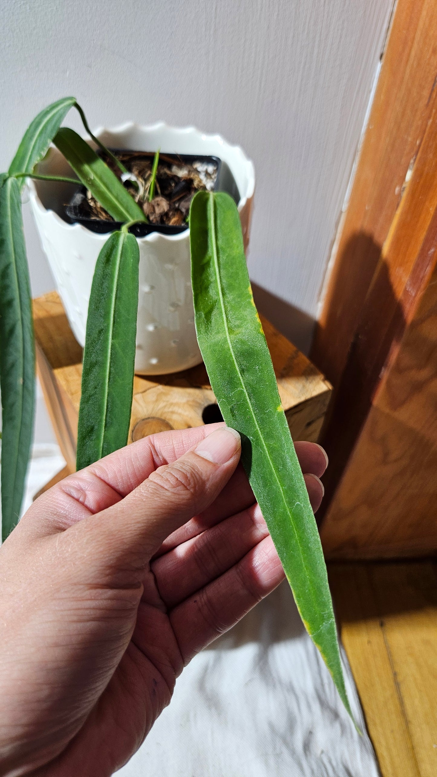 Anthurium Pallidiflorum Narrow "format MOYEN"(ANT-451)