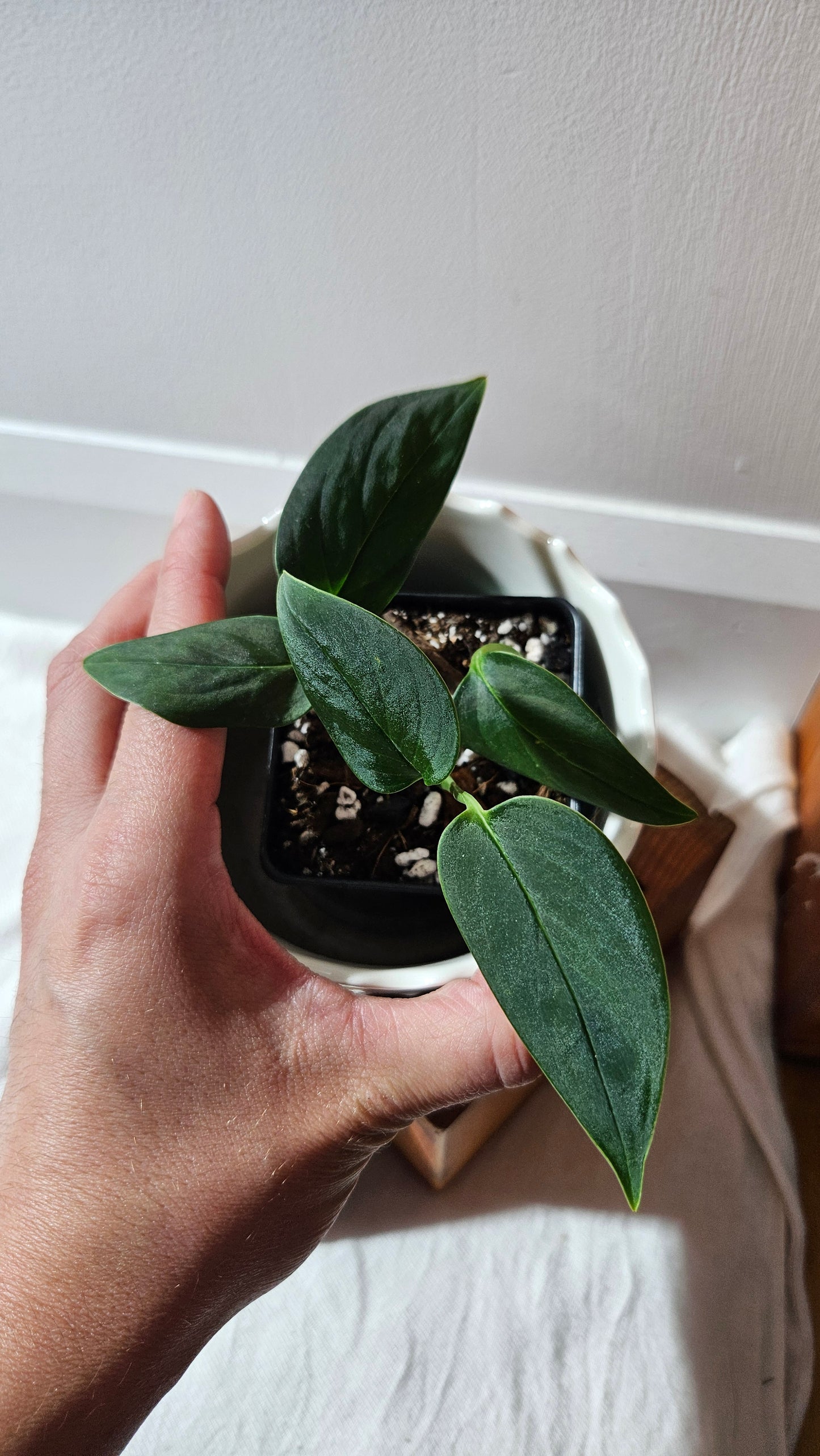 Monstera Obliqua Aff Black (MON-443)