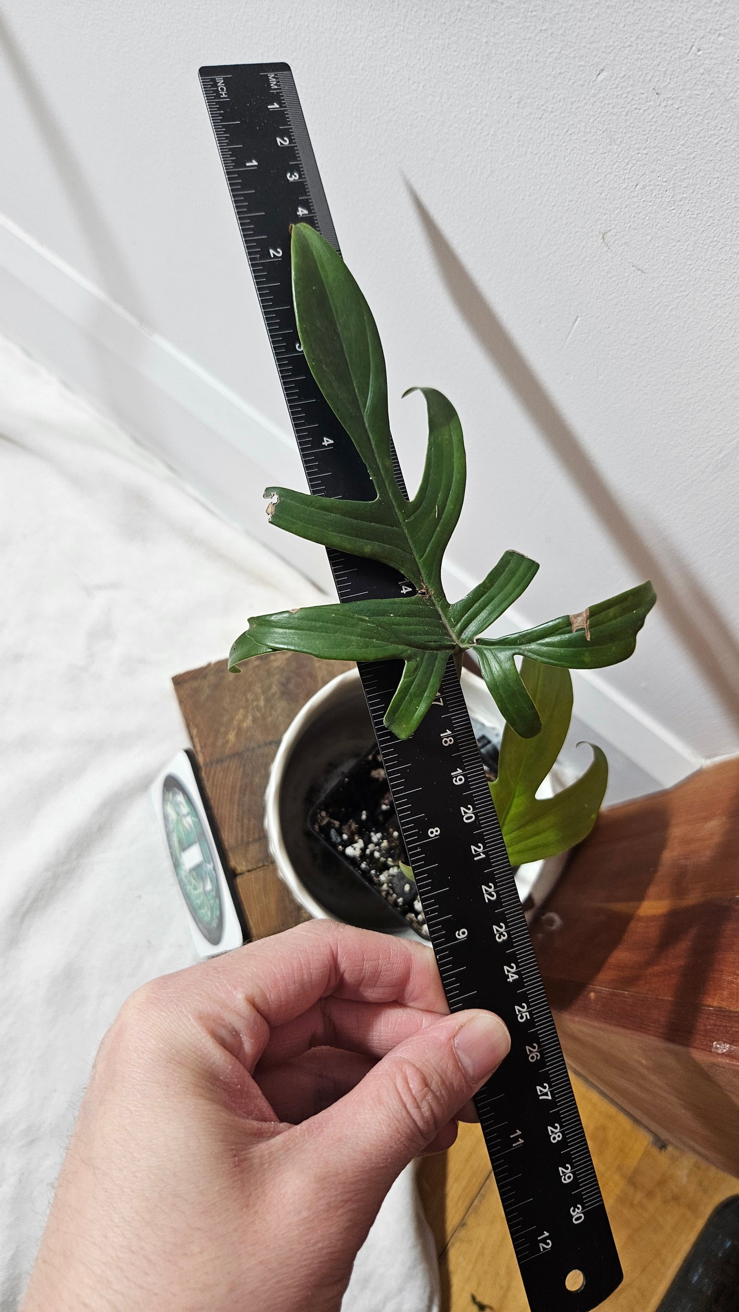 (Philodendron Quercifolium (PHI-705)