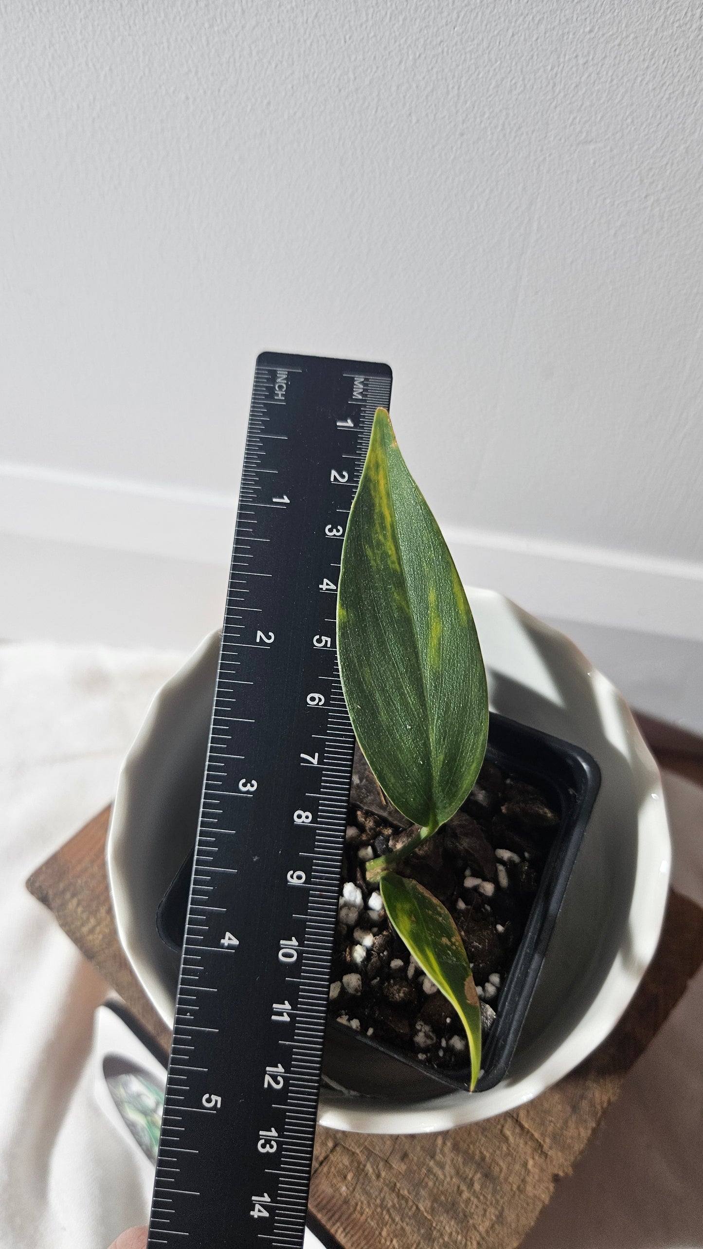 Scindapsus Coriaceus Aurea (SCI-941)