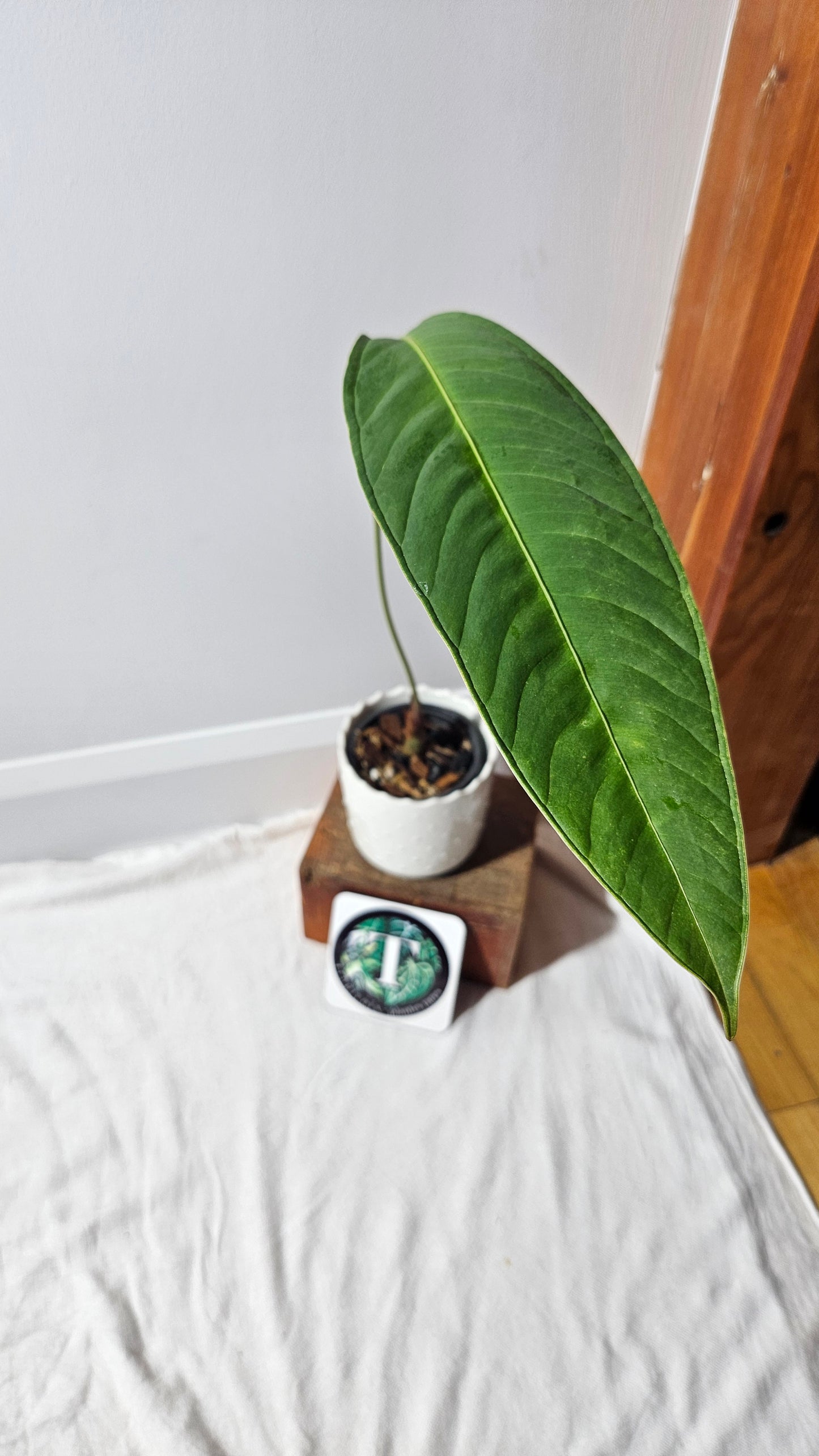 Anthurium Natenza Narrow Black "format LARGE" (ANT-477)