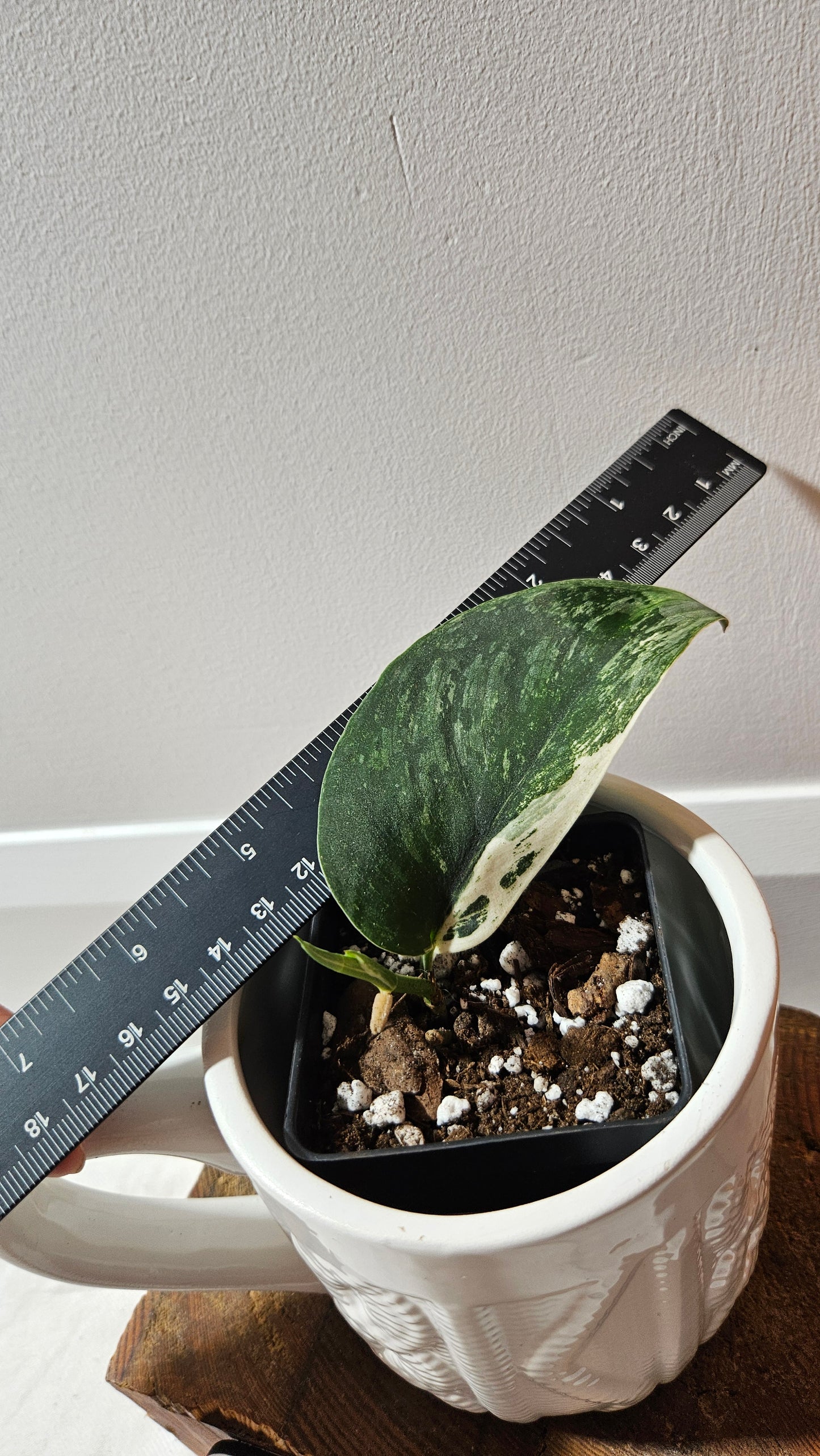 Scindapsus Parahiyangan (SCI-1256)