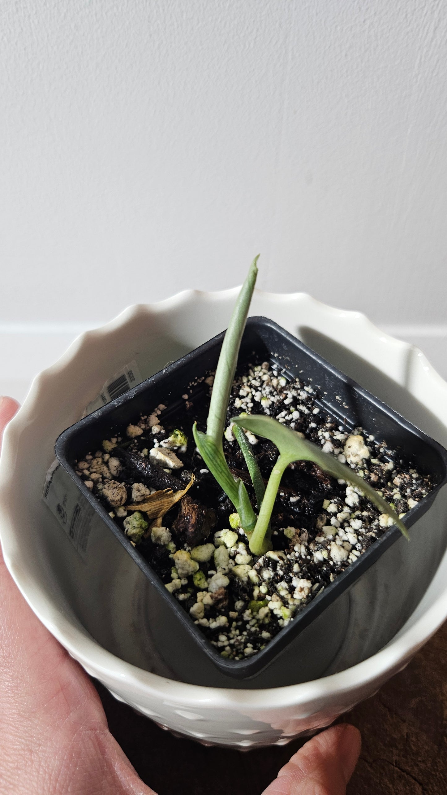 Scindapsus Silver Dragon (SCI-915)