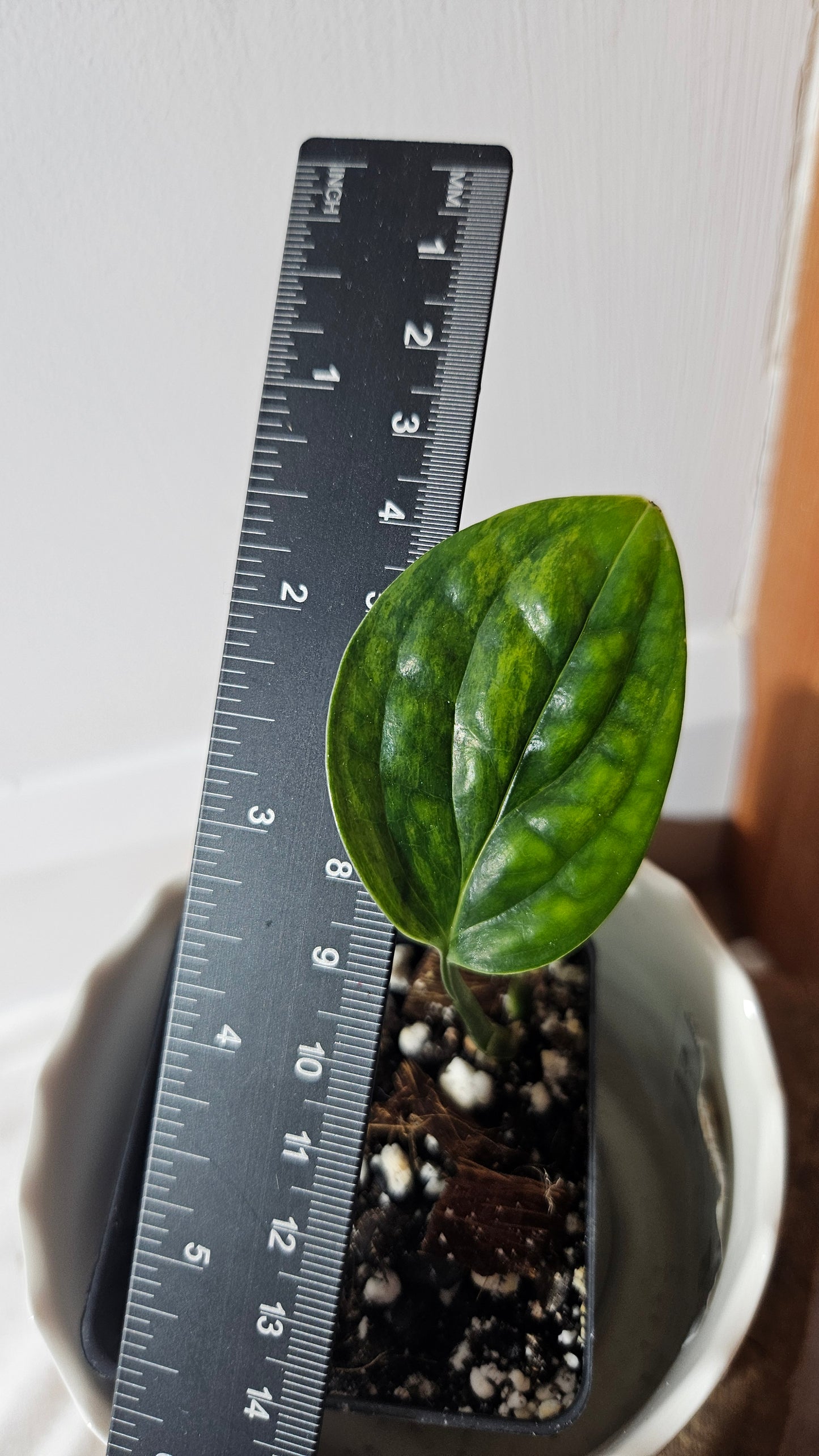 Monstera Karstenianum/Peru Variegata (MON-402)