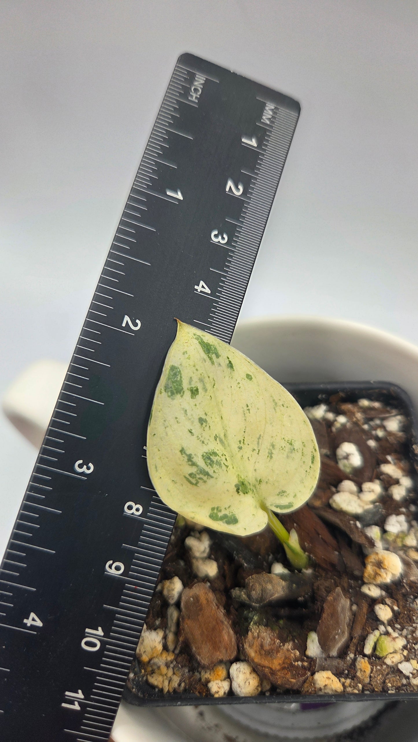 Scindapsus Blue Splash Variegata (SCI-1490)