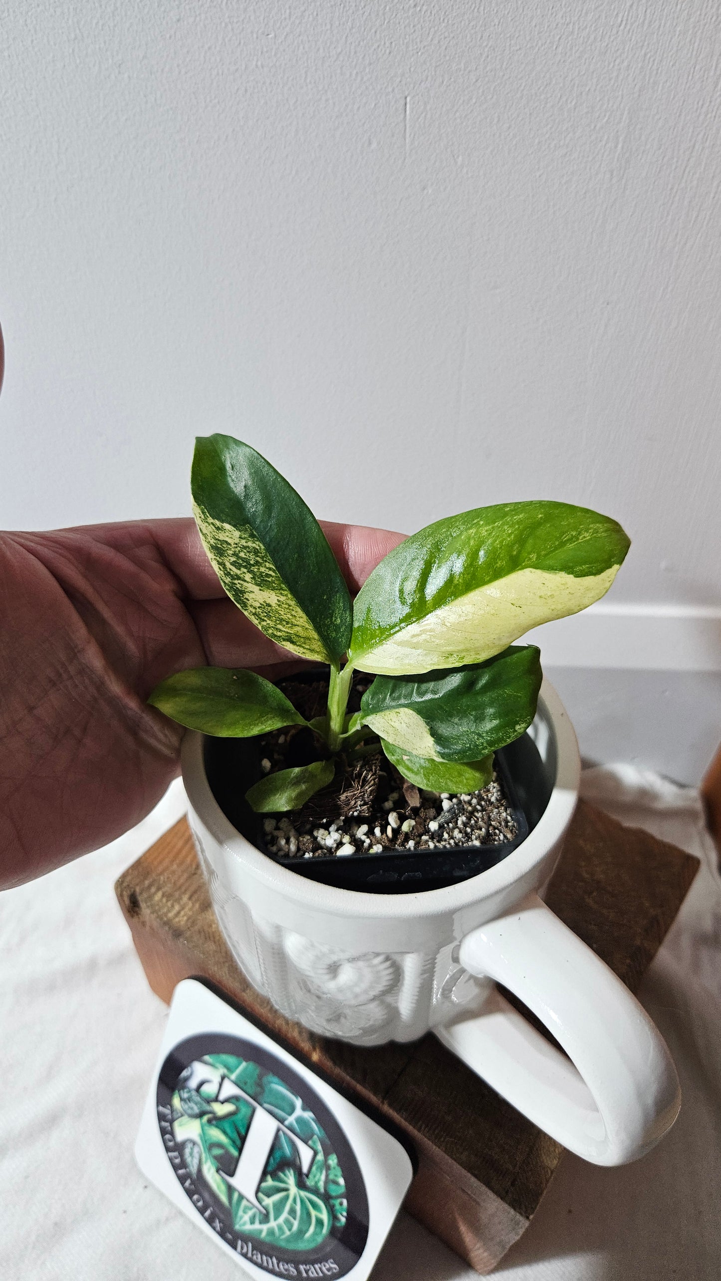 Rhaphidophora Puberula Variegata (AUT-081)