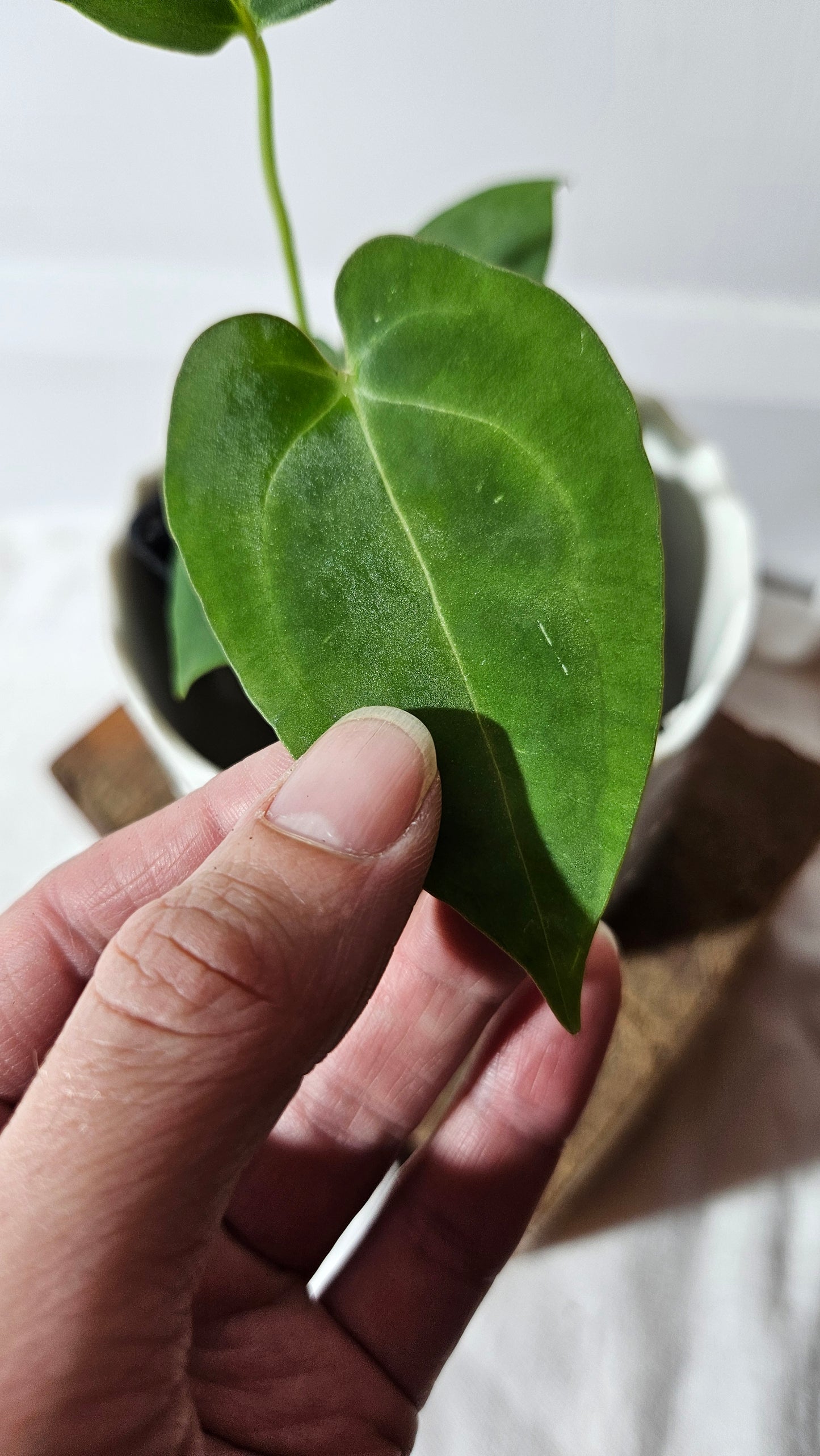 Anthurium Metallicum X Besseae "Format PETIT" (ANT-411)