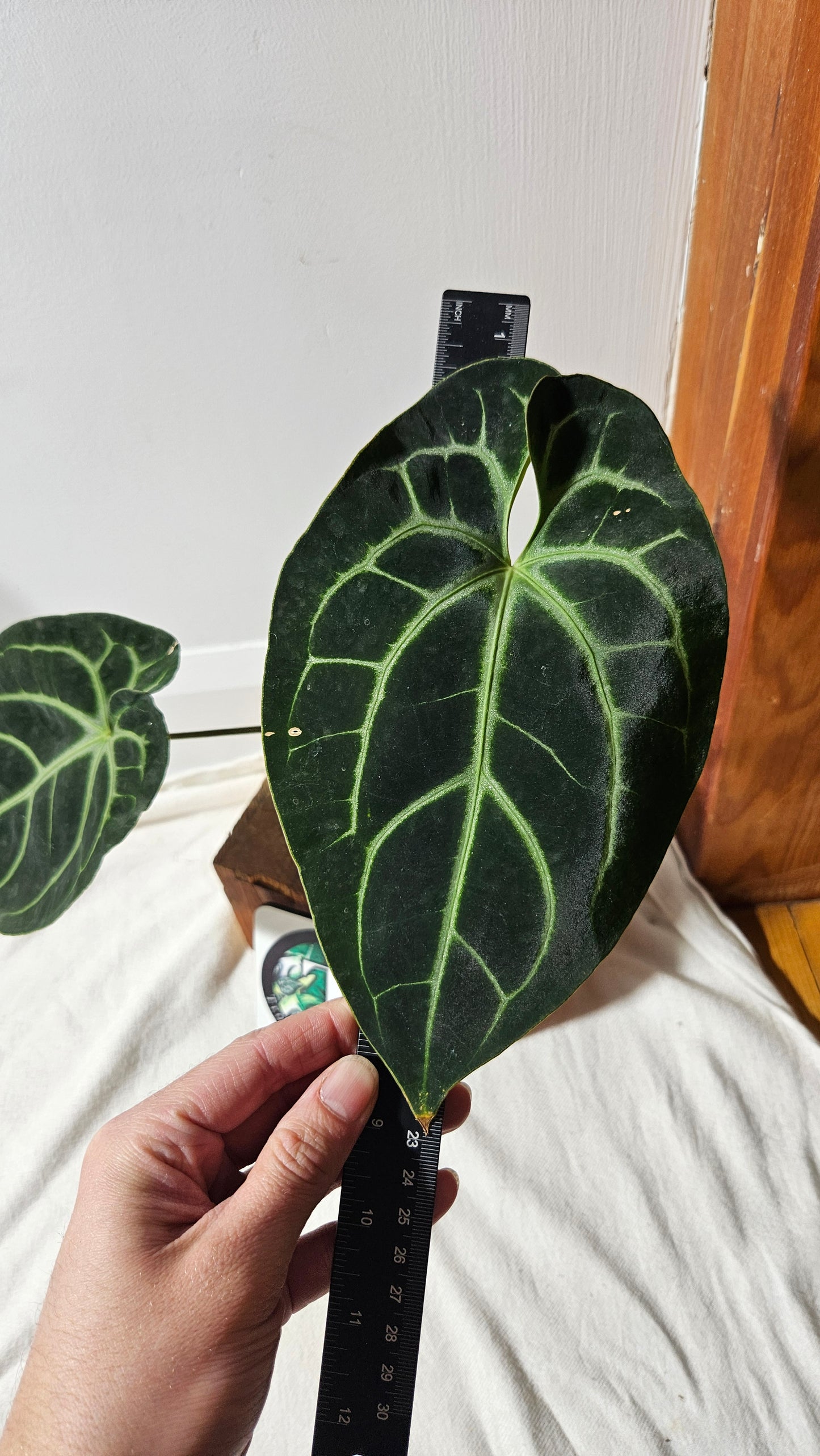 Anthurium Besseae Aff Spider "Format LARGE" (ANT-320)