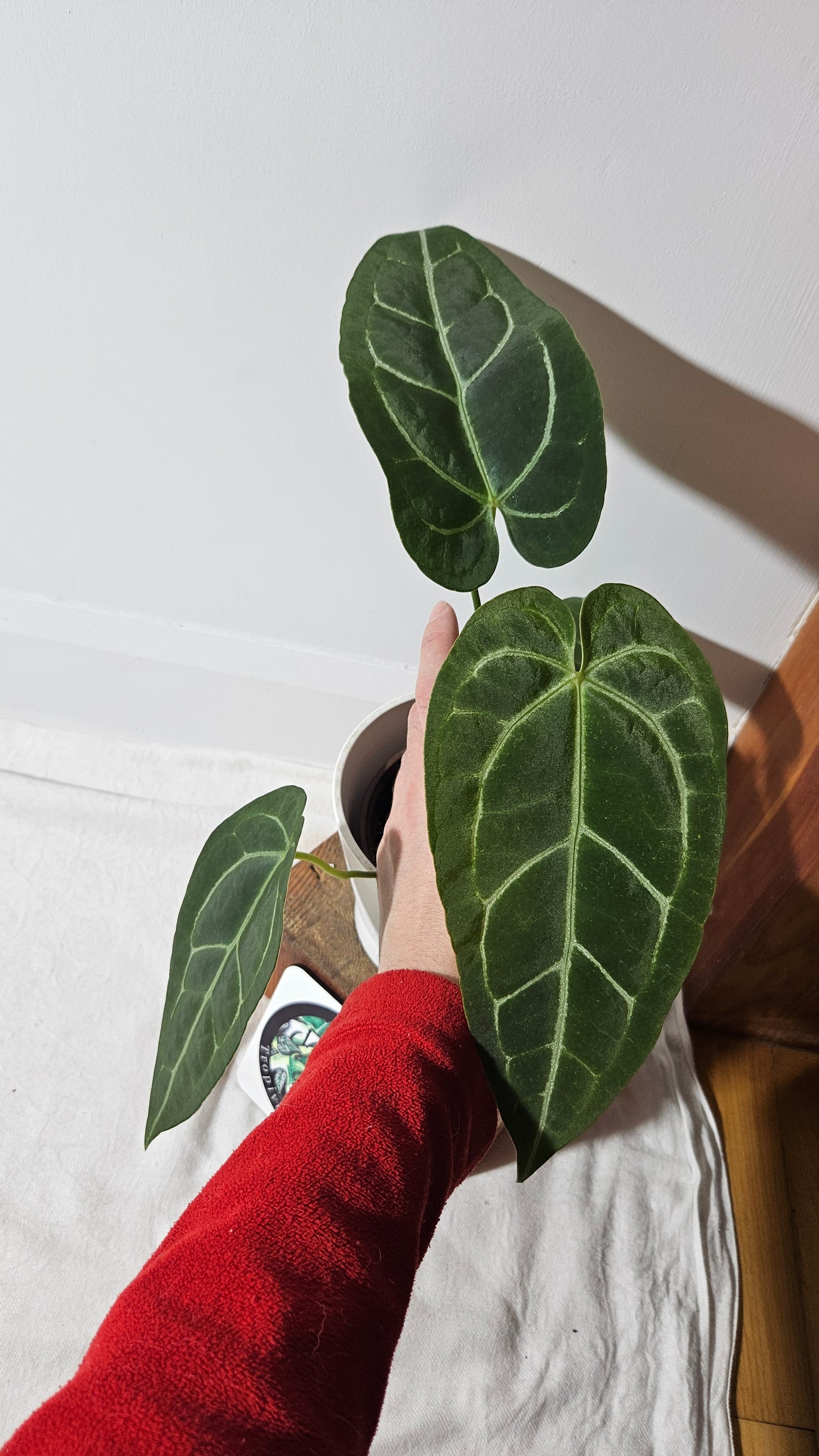 Anthurium Forgetti X Magnificum "format MOYEN/LARGE" (ANT-410)