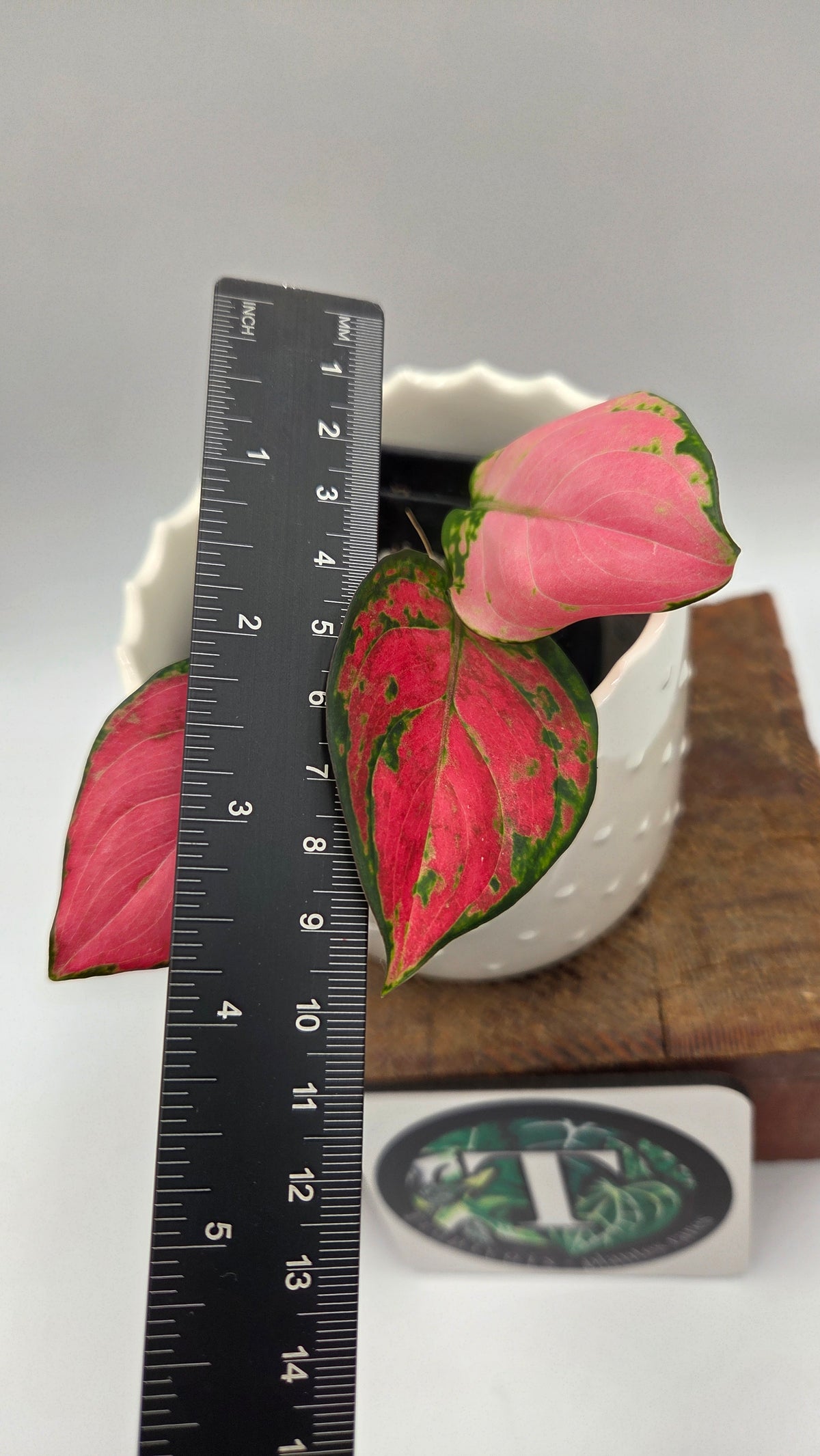 Agalonema Pink Star (AUT-101)