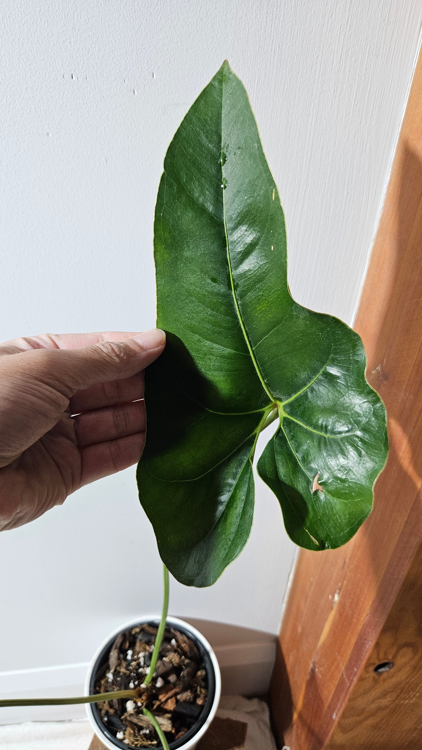 Anthurium Brownii/Corong "format LARGE" (ANT-553)