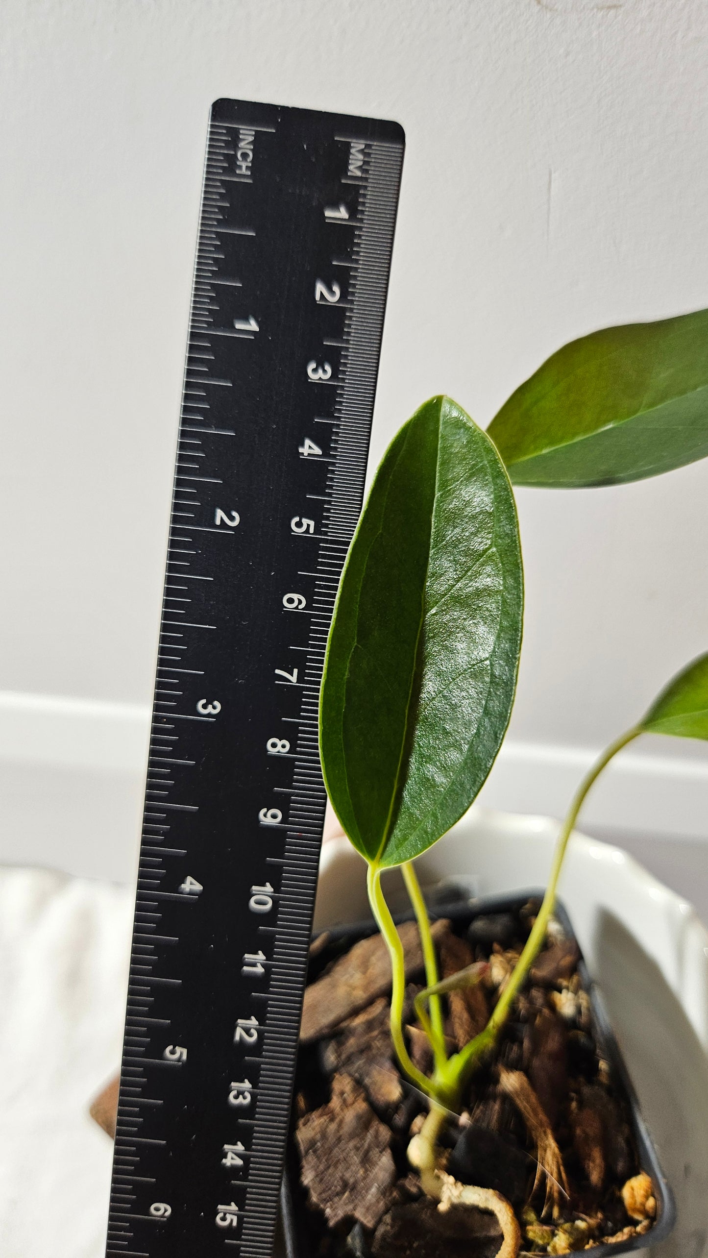 Anthurium Lingua "SMALL Format" (ANT-212)