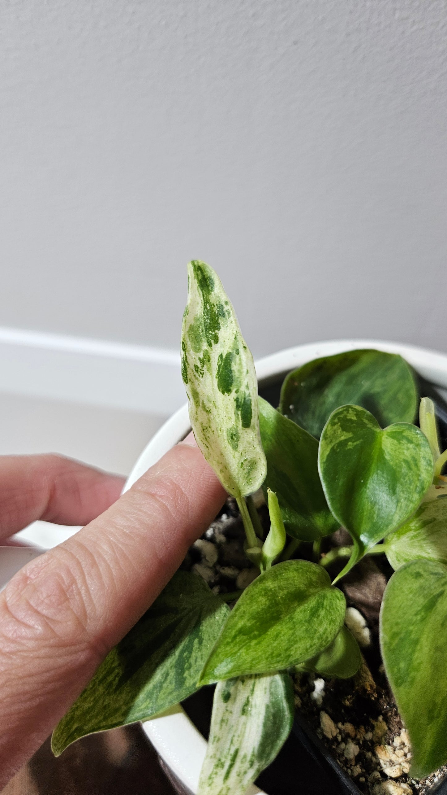 Philodendron Hederaceum Variegata (PHI-907)