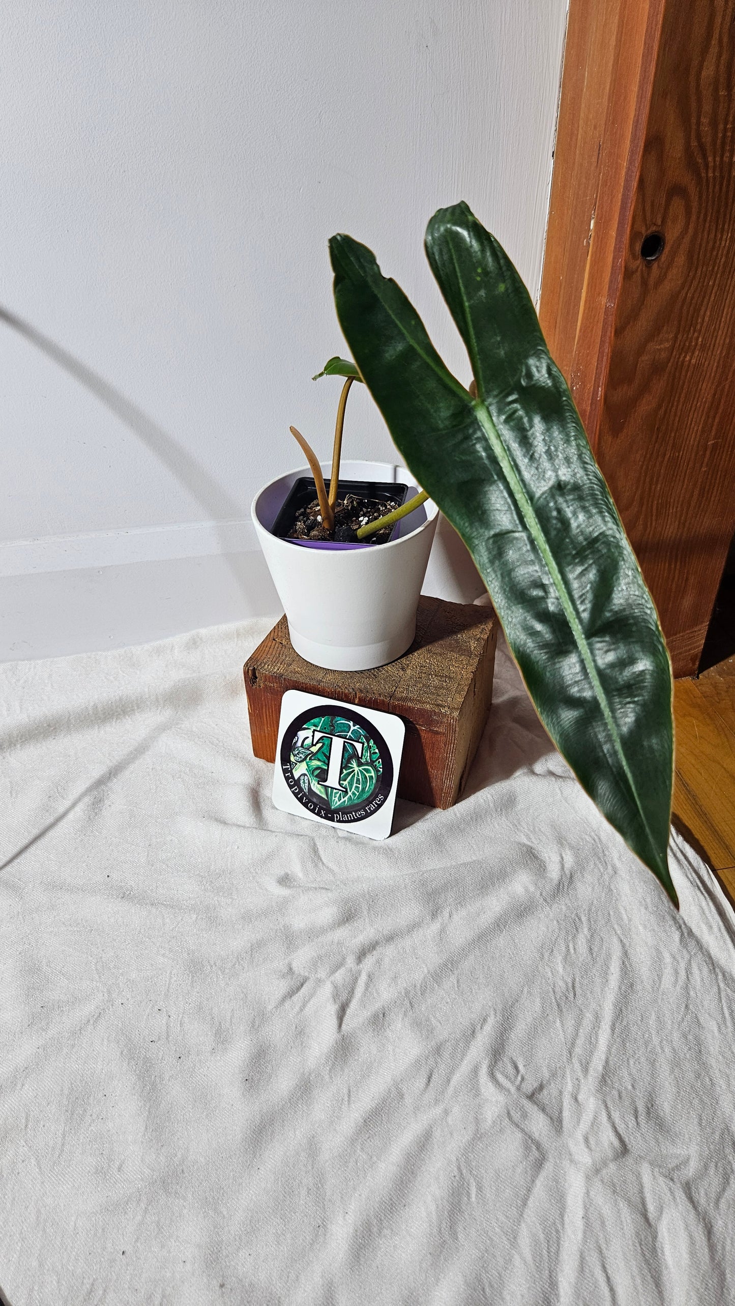 Philodendron Billietiae (PHI-801)