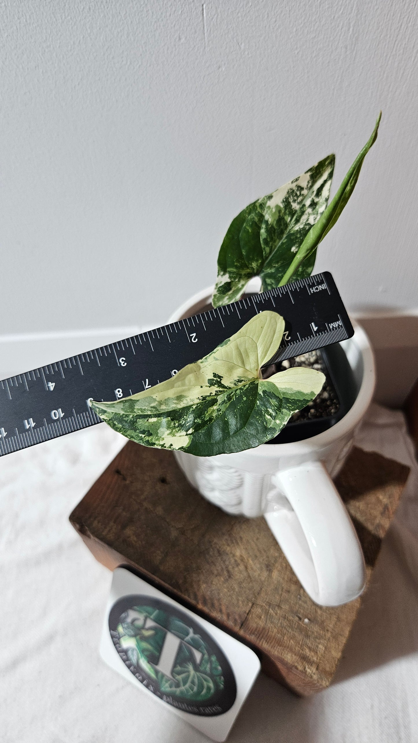 Syngonium Albo (SYN-473)