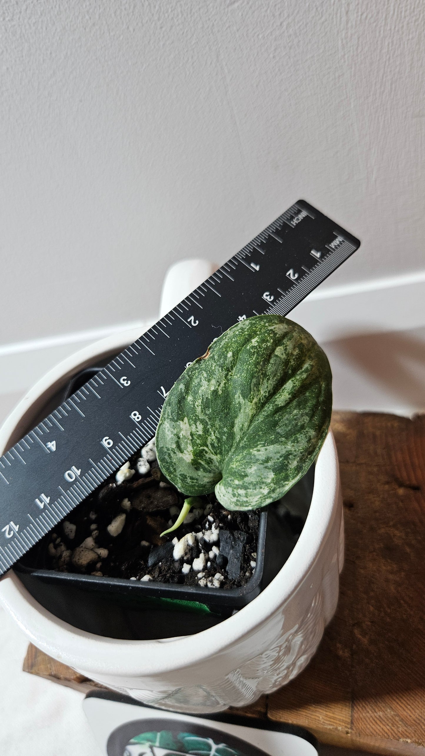 Scindapsus Silver Splash Tricolore (SCI-1230)
