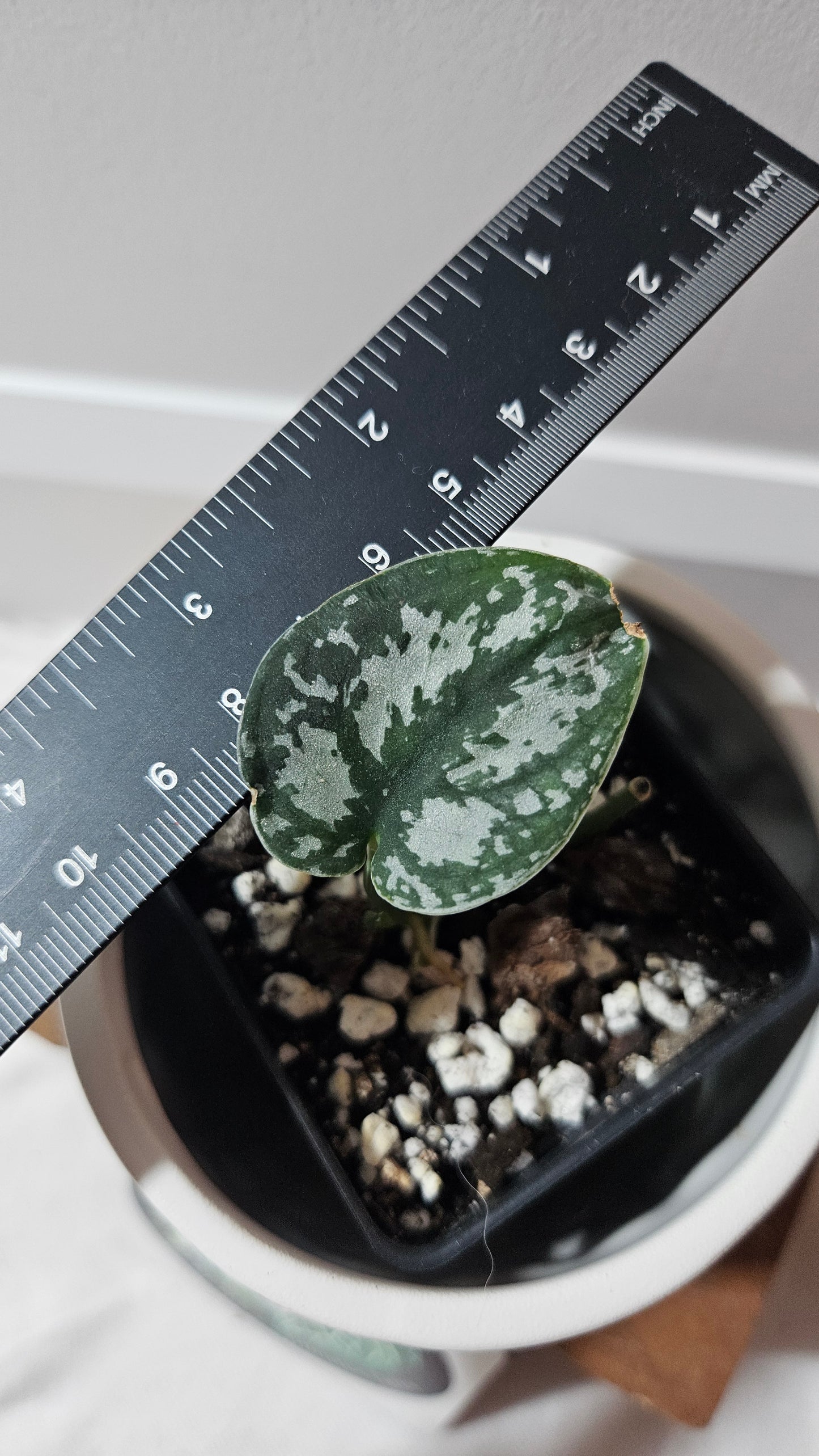 Scindapsus Silver Queen (SCI-1186)