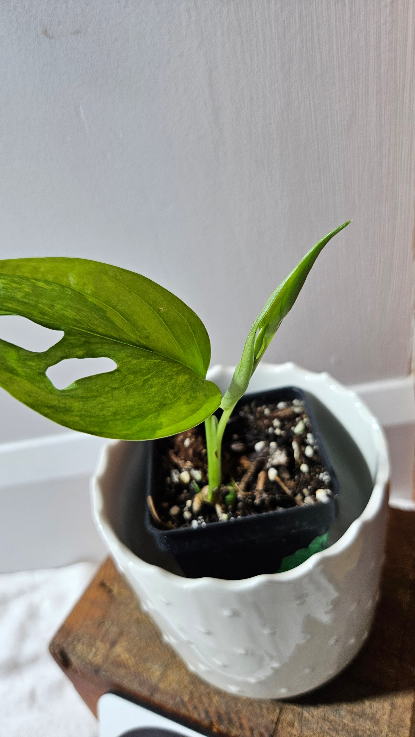 Monstera Andasonii Aurea (MON-217)