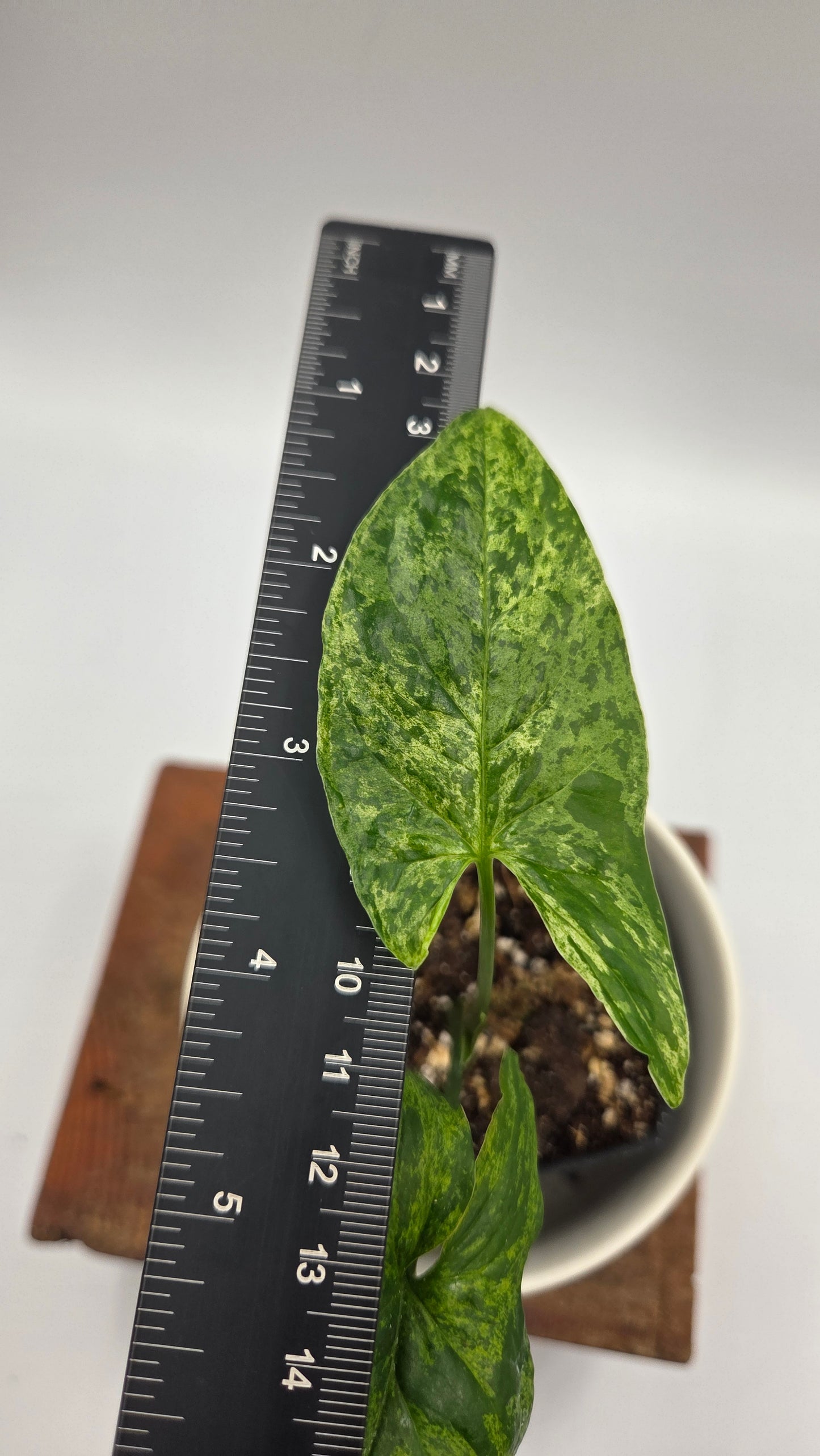 Syngonium Mojito (SYN-514)