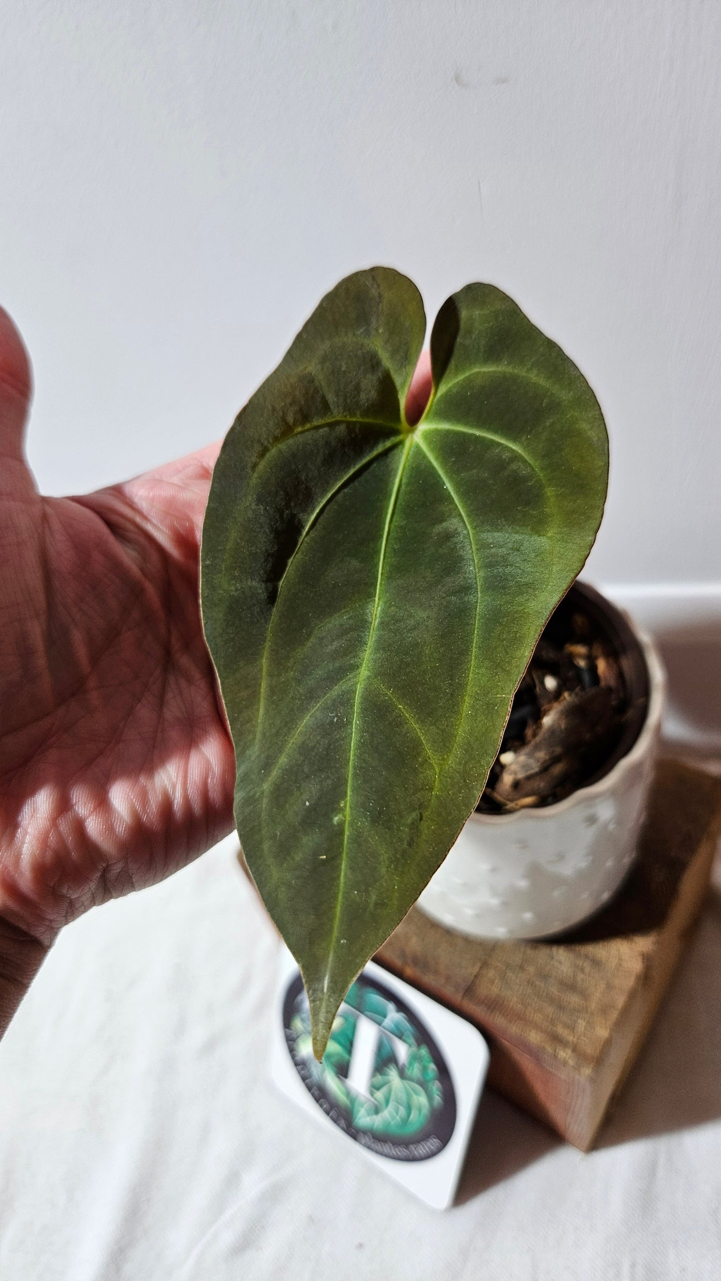 Anthurium Dark Phoenix X Panama "format MOYEN" (ANT-492)