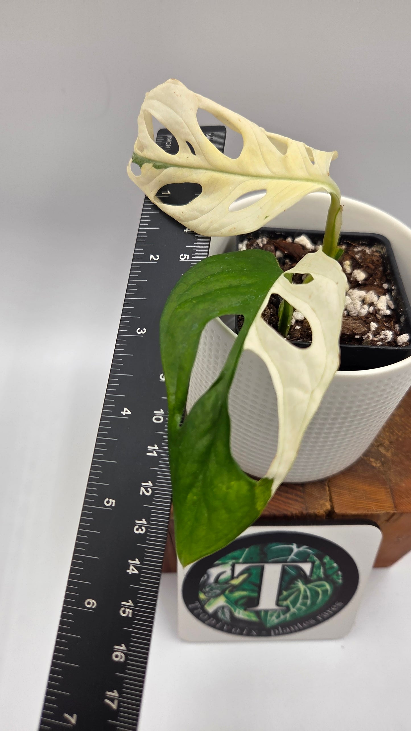 Monstera Andasonii Tricolore (MON-535)