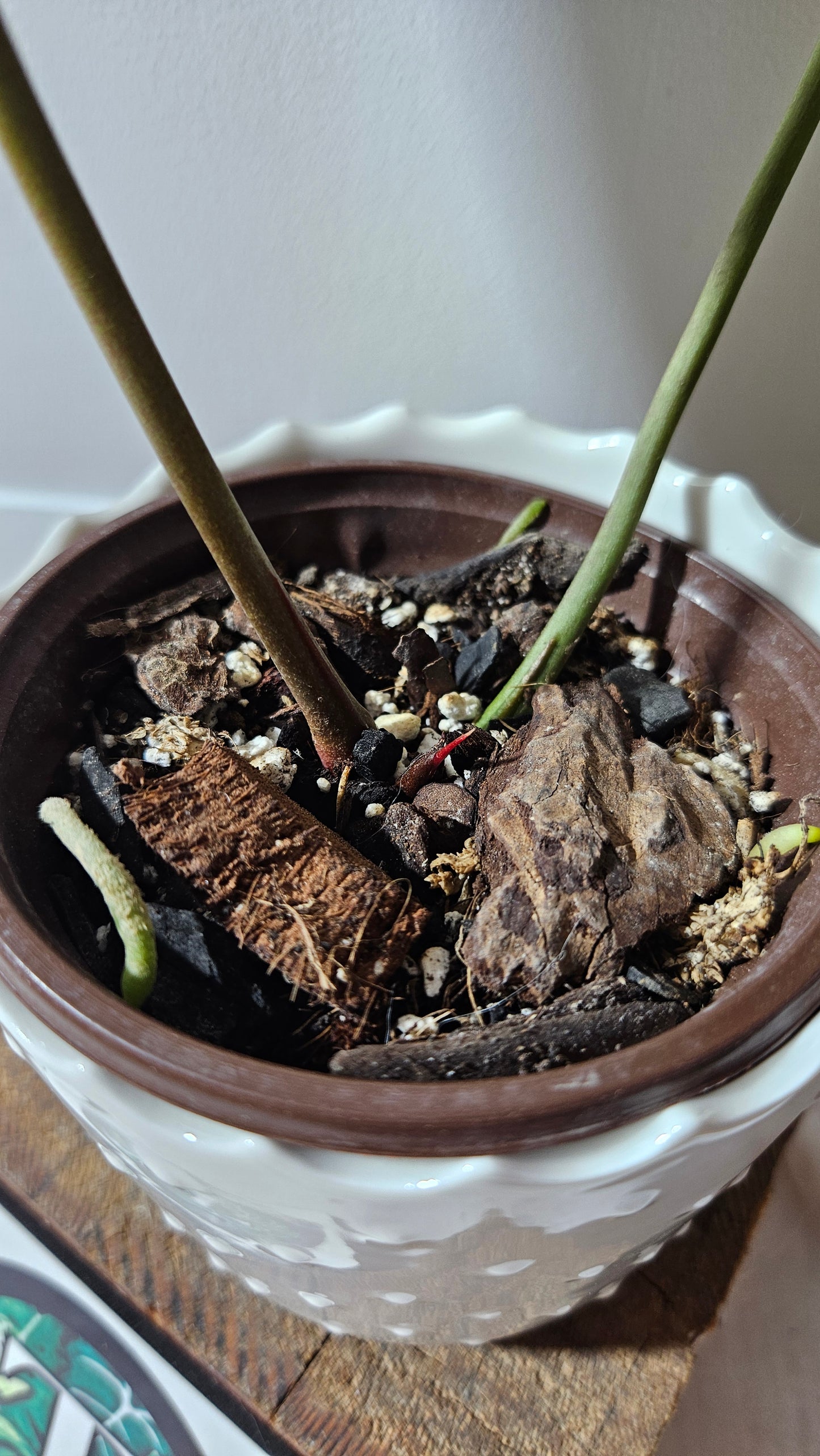 Anthurium Crystallinum Dark (ANT-415)