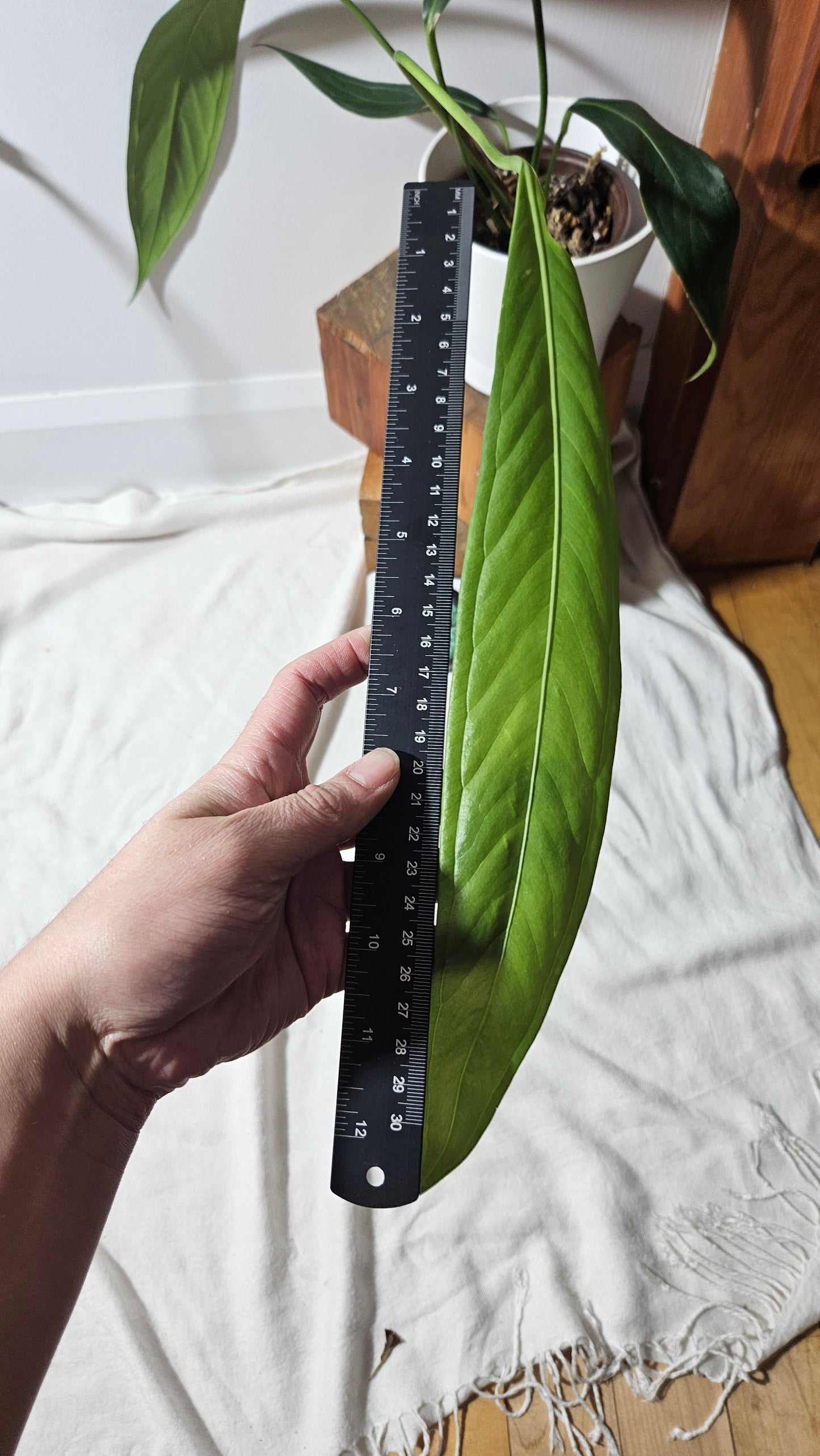 Anthurium Fascial Aff "LARGE format" (ANT-312)