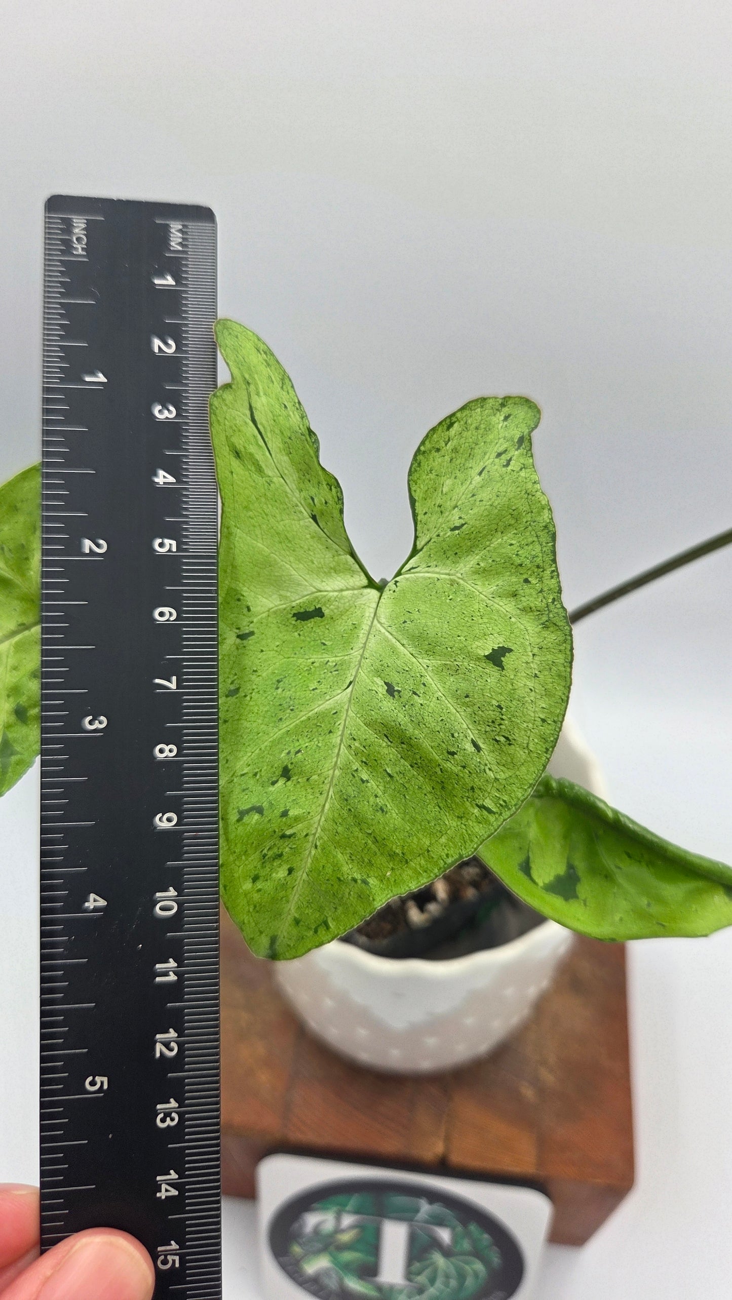 Syngonium Freckles Europe (SYN-511)
