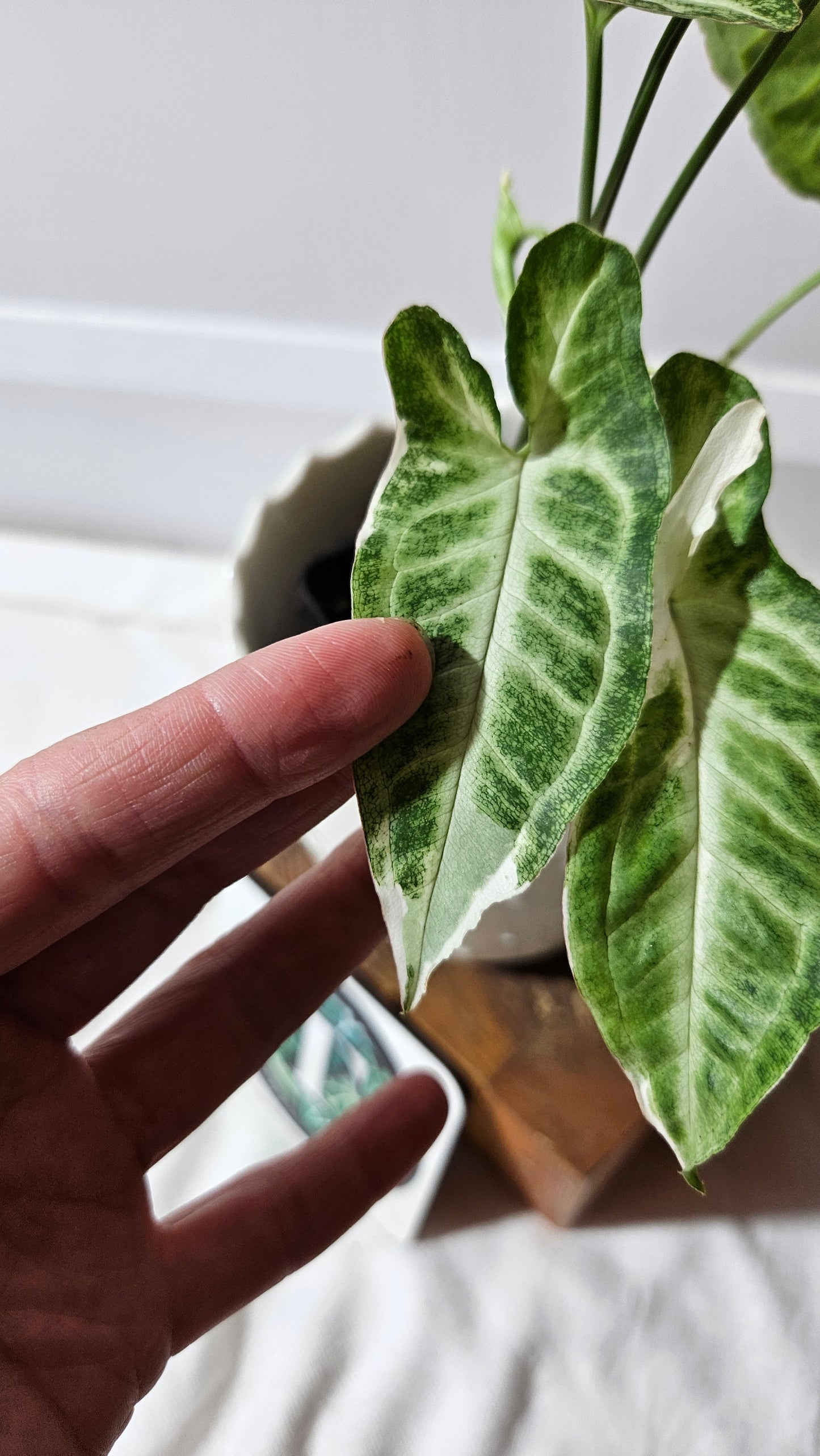 Syngonium T25 (SYN-430)