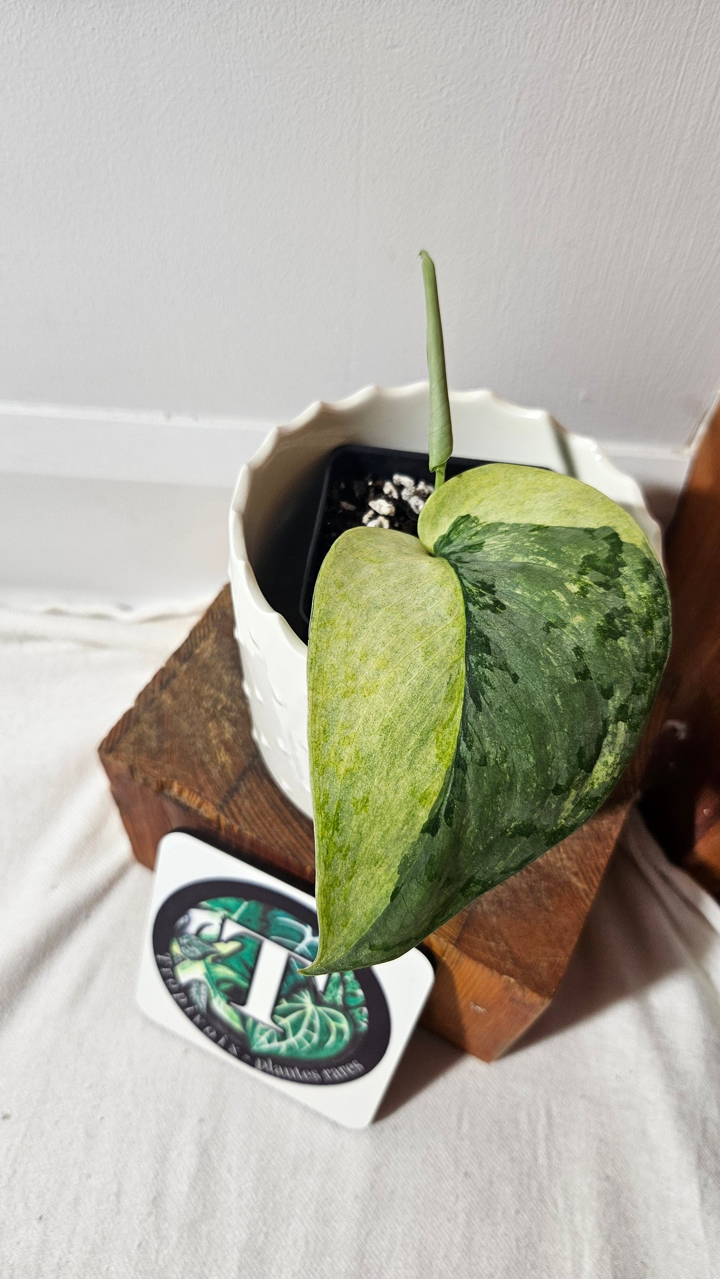 Scindapsus Nirmala (SCI-1022)