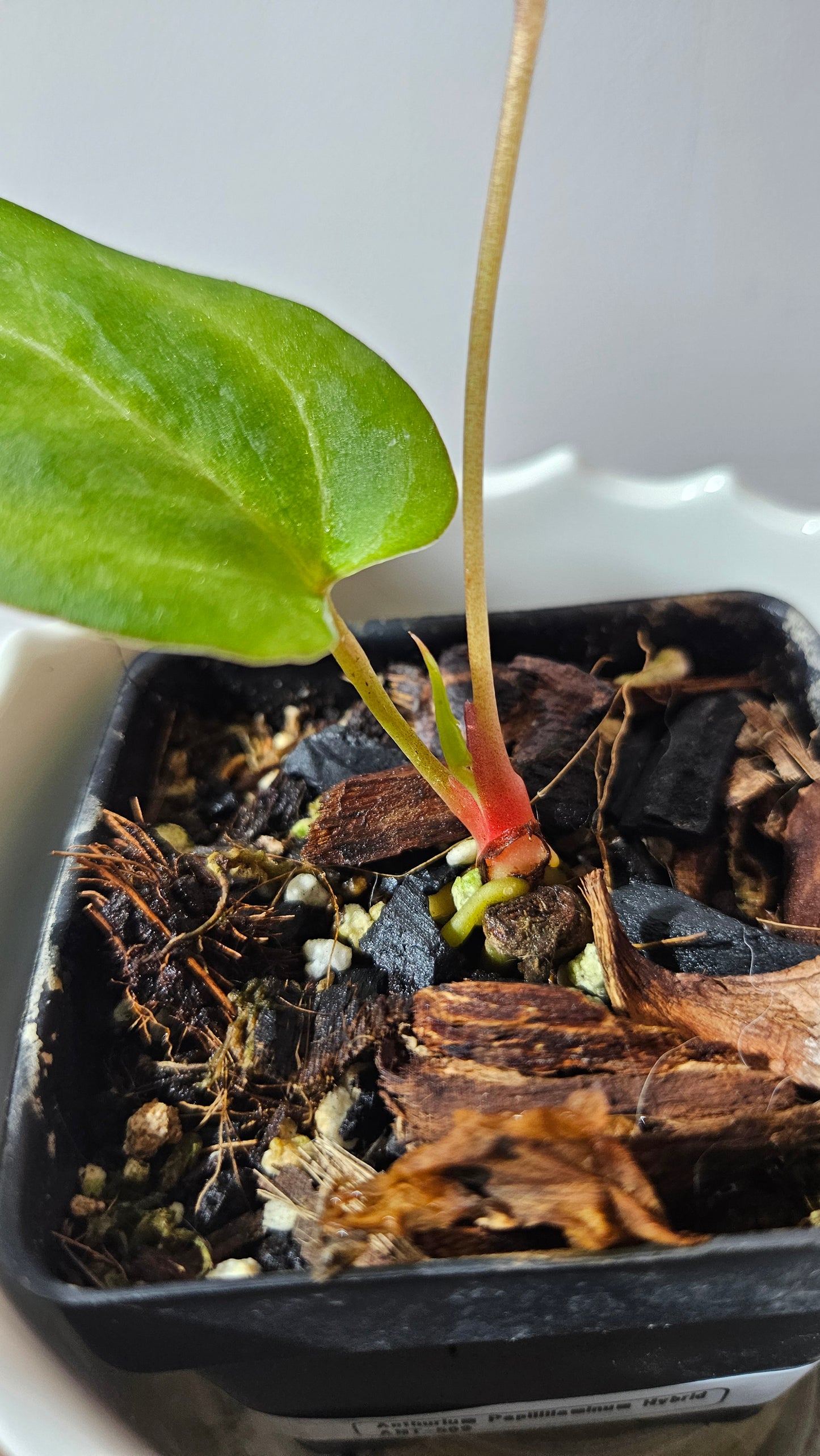 Anthurium Papillilaminum Hybrid "format PETIT" (ANT-509)