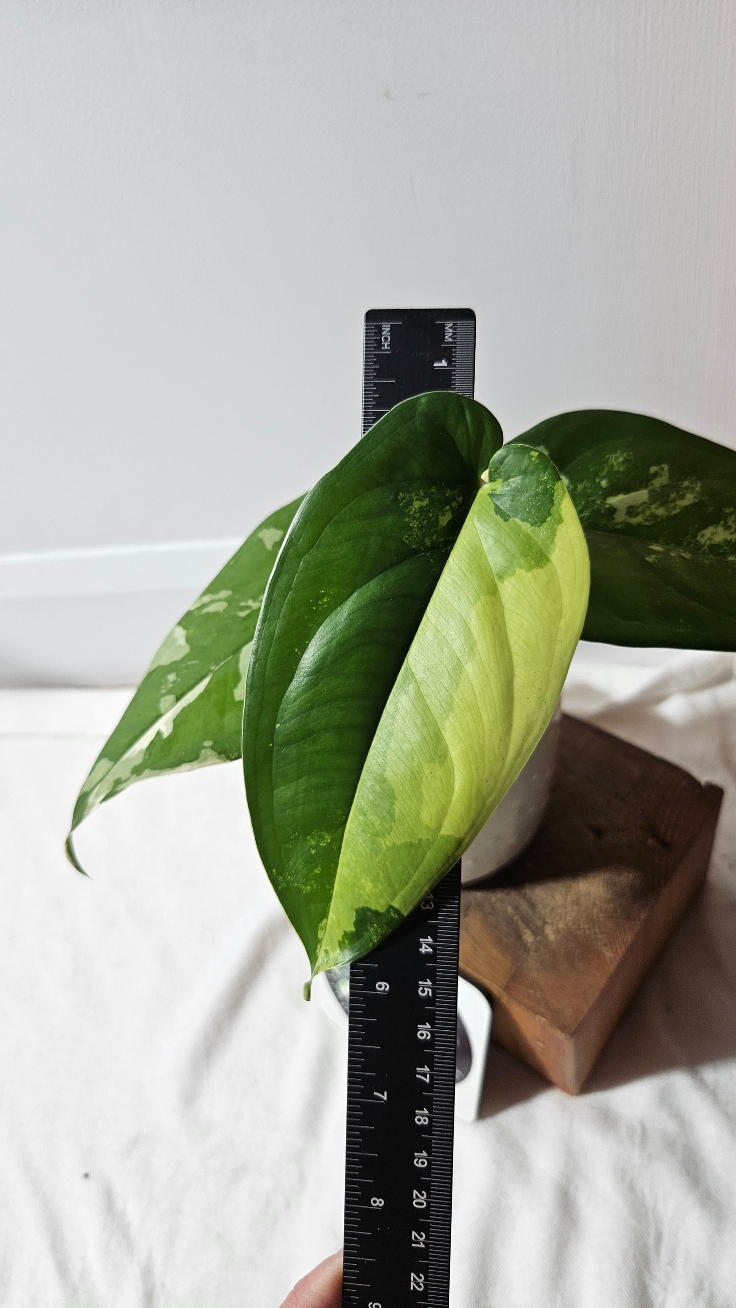 Syngonium Chiapense Albo (SYN-426)