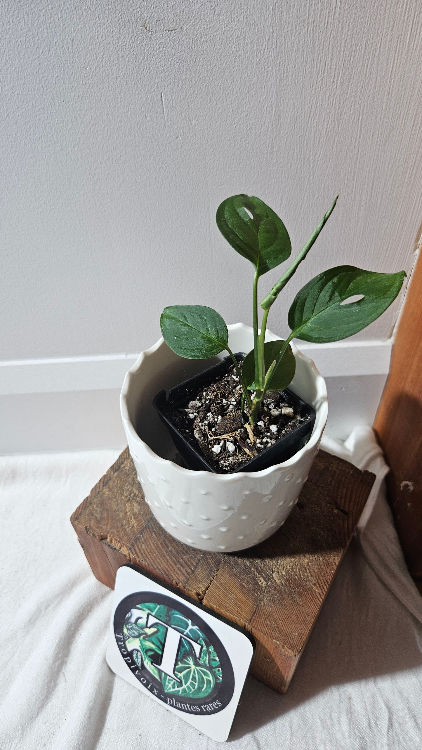 Monstera Obliqua Aff Indanza (MON-437)