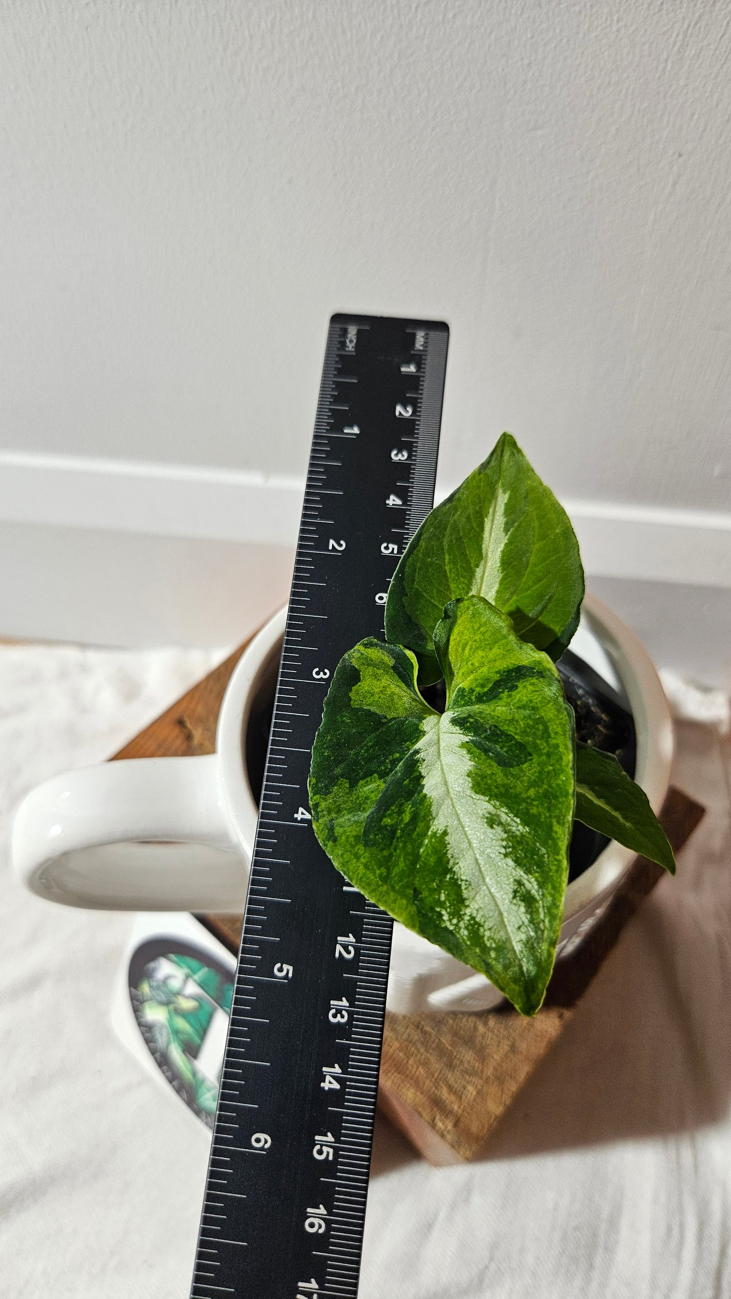 Syngonium Scrambled Eggs (SYN-467)