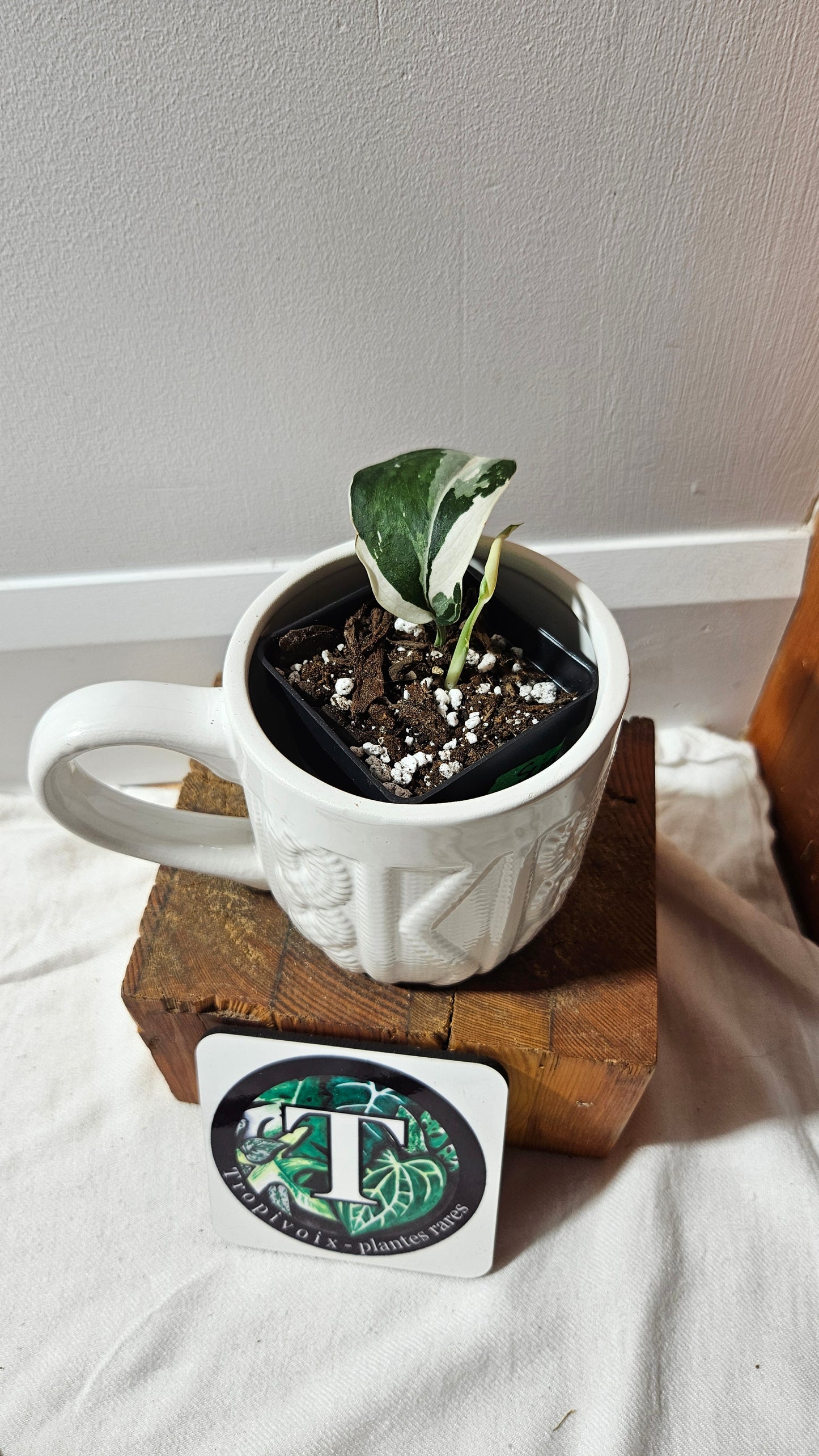 Scindapsus Silver Satin albo (SCI-1245)